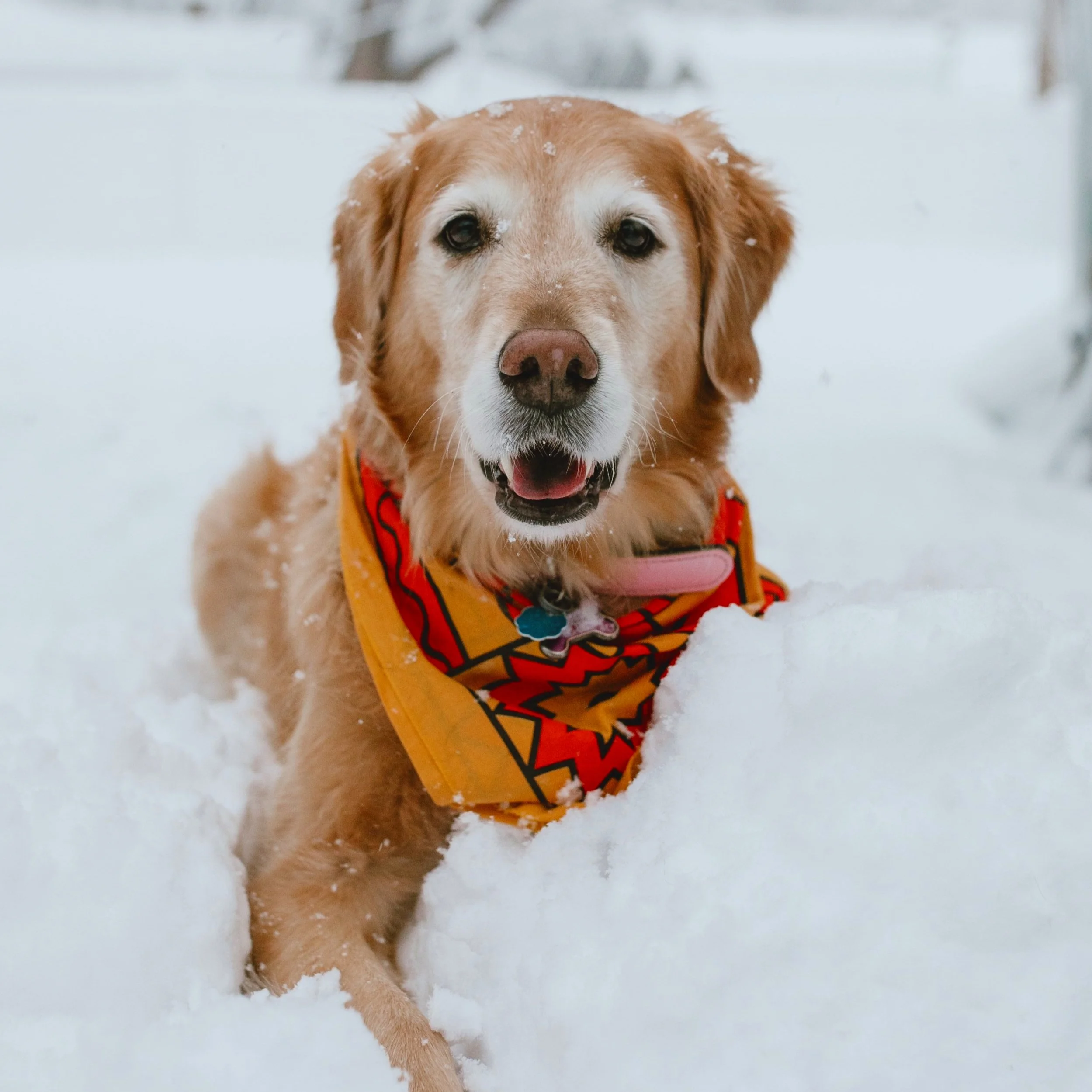 A golden retriever dog wearing a yellow and red bandana, lying in the snow outdoors.