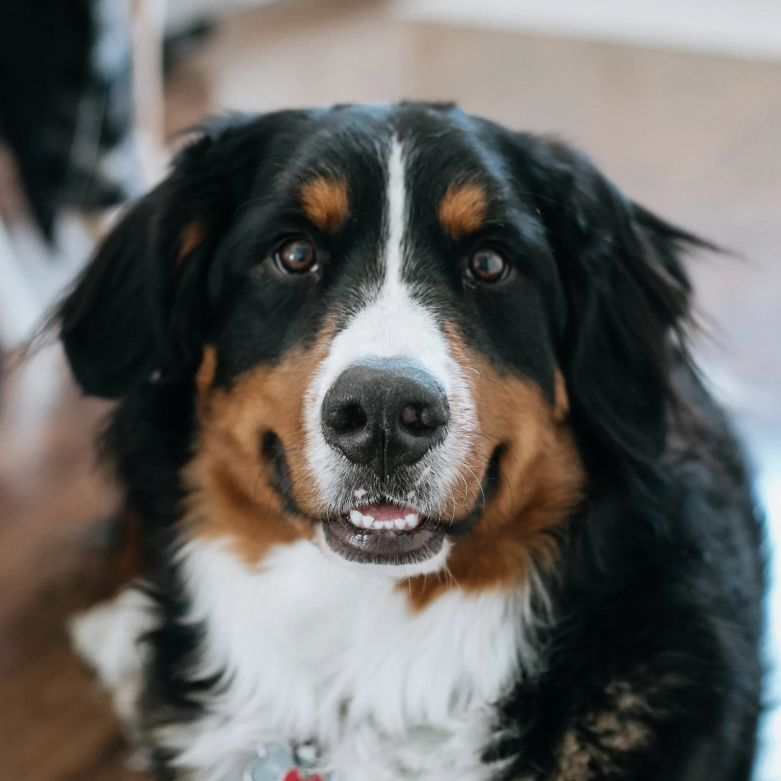 Close-up of an Australian Shepherd dog with black, white, and tan fur, looking at the camera with a friendly expression.