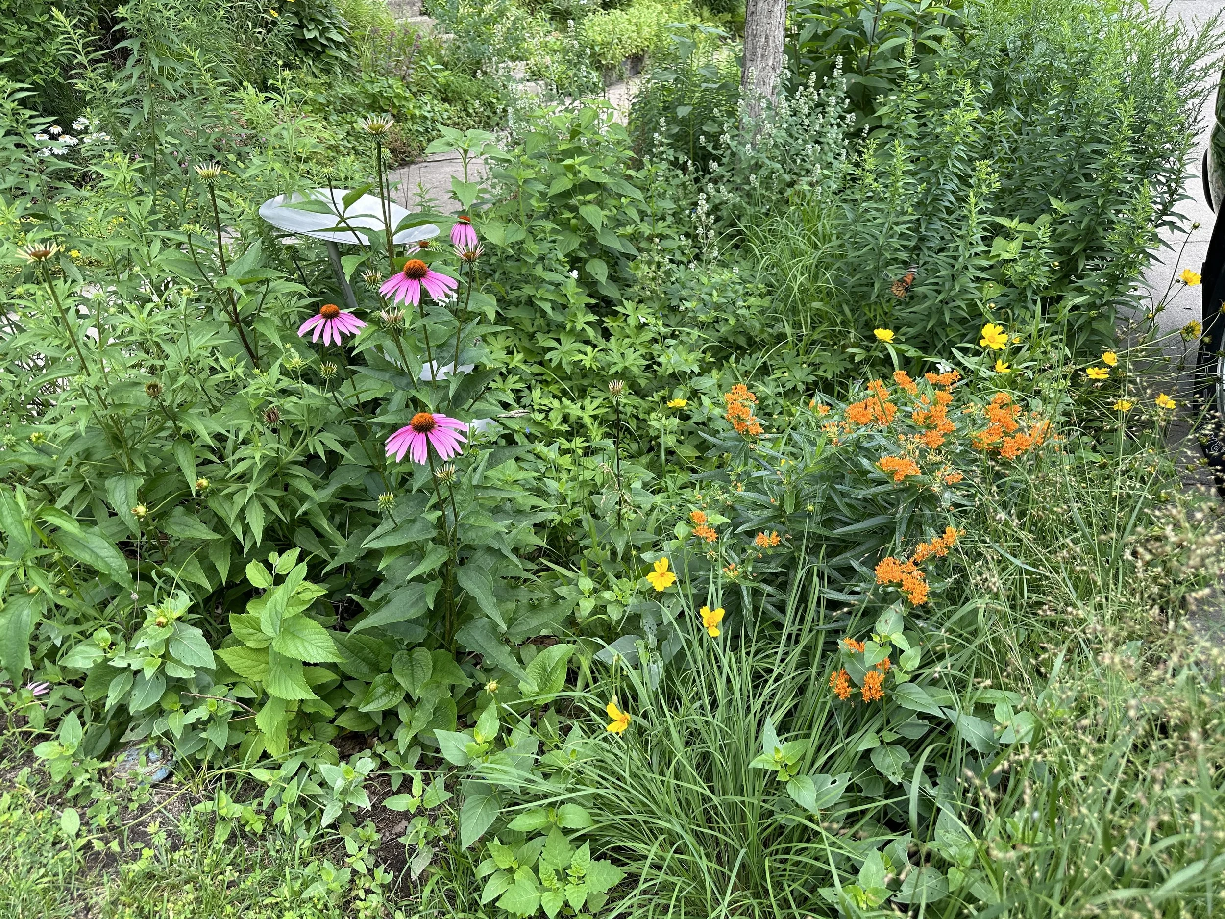 The rain garden in bloom