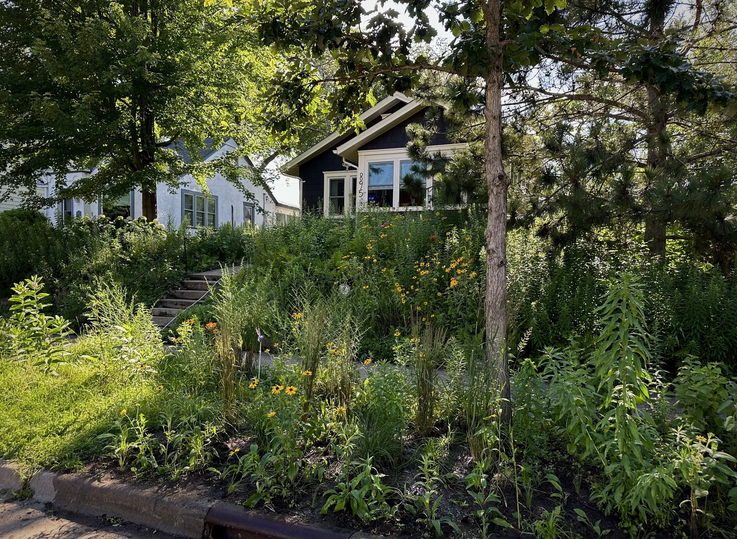 Midsummer with a fresh boulevard planting