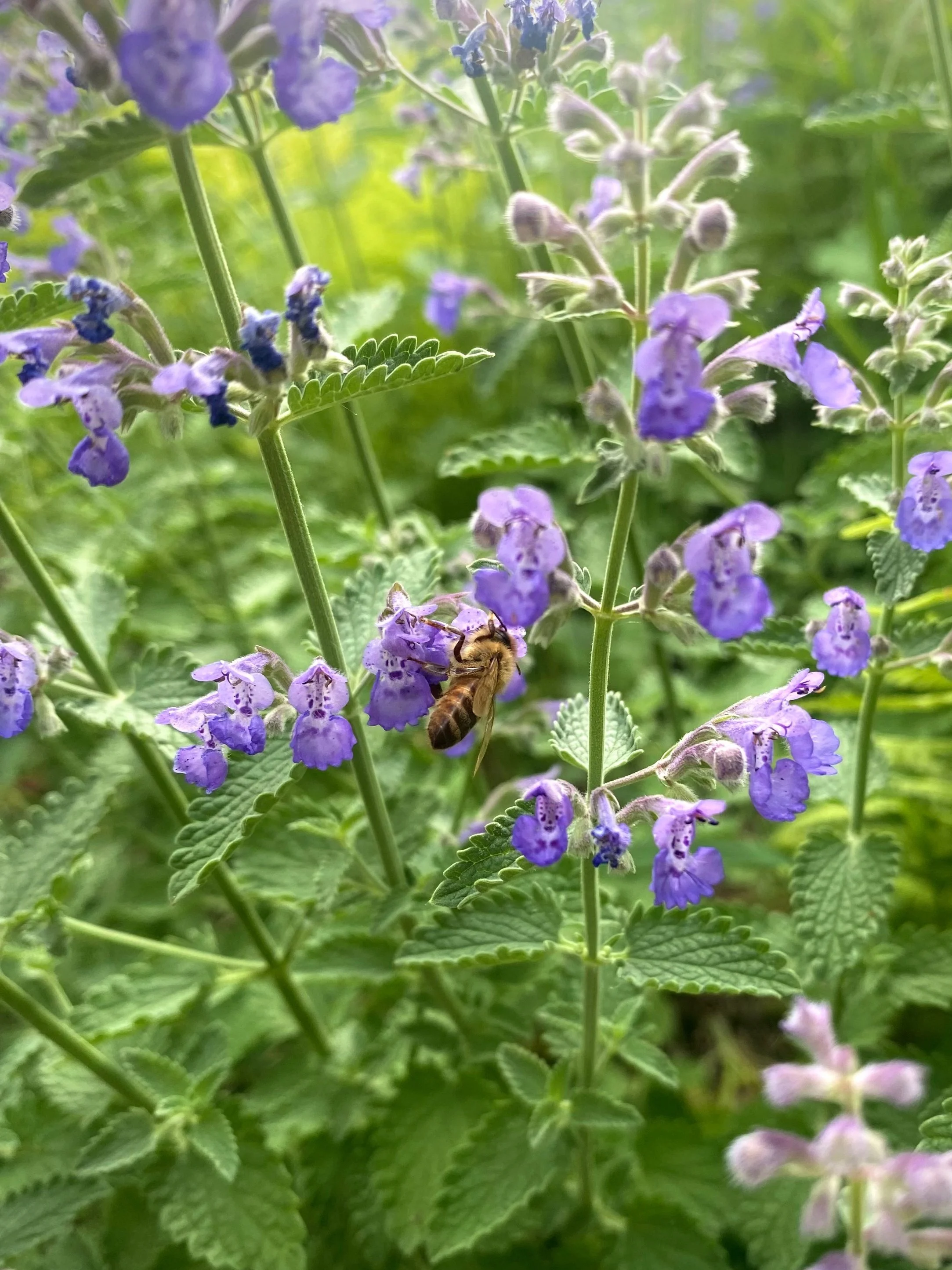 Catmint with a bee