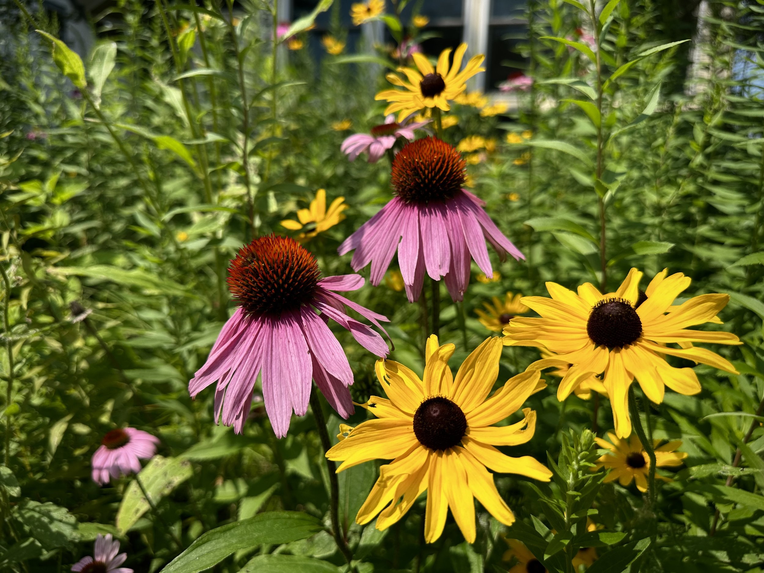 Coneflower and Black eyed susan