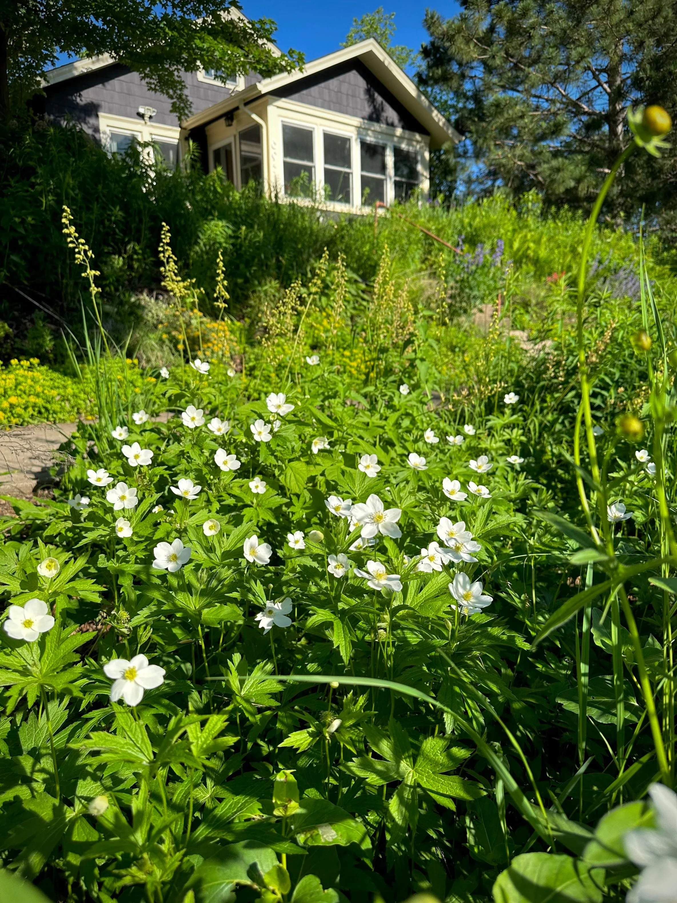 Anemone canadensis (Canada anemone) in the rain garden with Heuchera richardsonii (prairie alumroot) and various Sedum varieties blooming behind