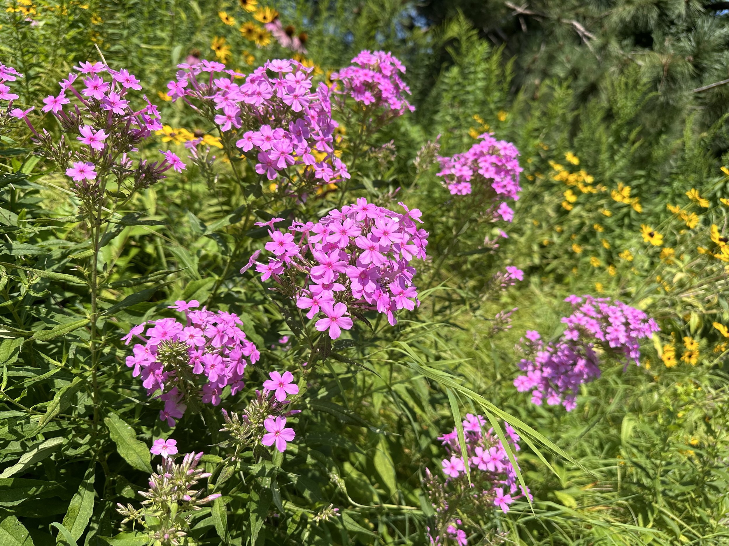 Phlox paniculata (garden phlox) on the front hill