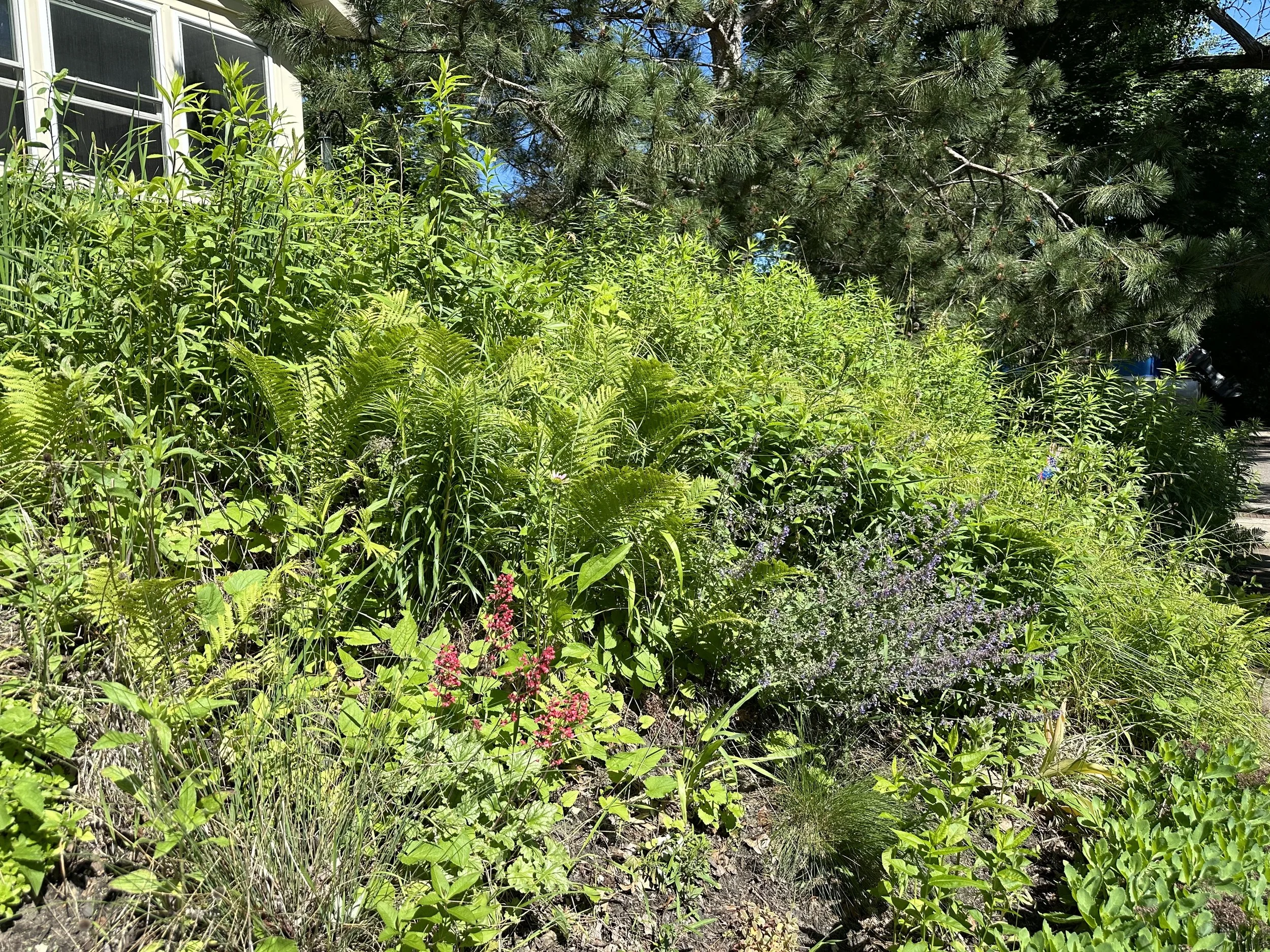 Late spring with Matteuccia struthiopteris (ostrich ferns), catmint, and Heuchera (coral bells) in bloom