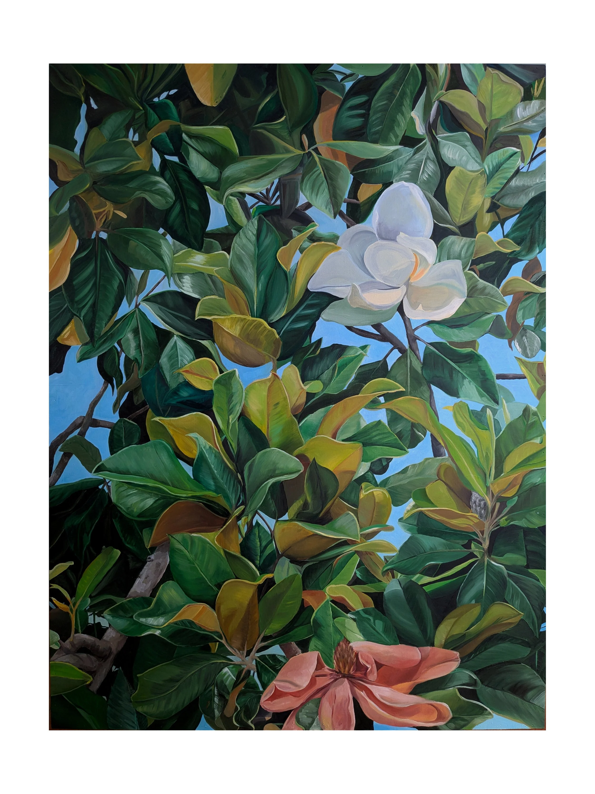 Magnolia
