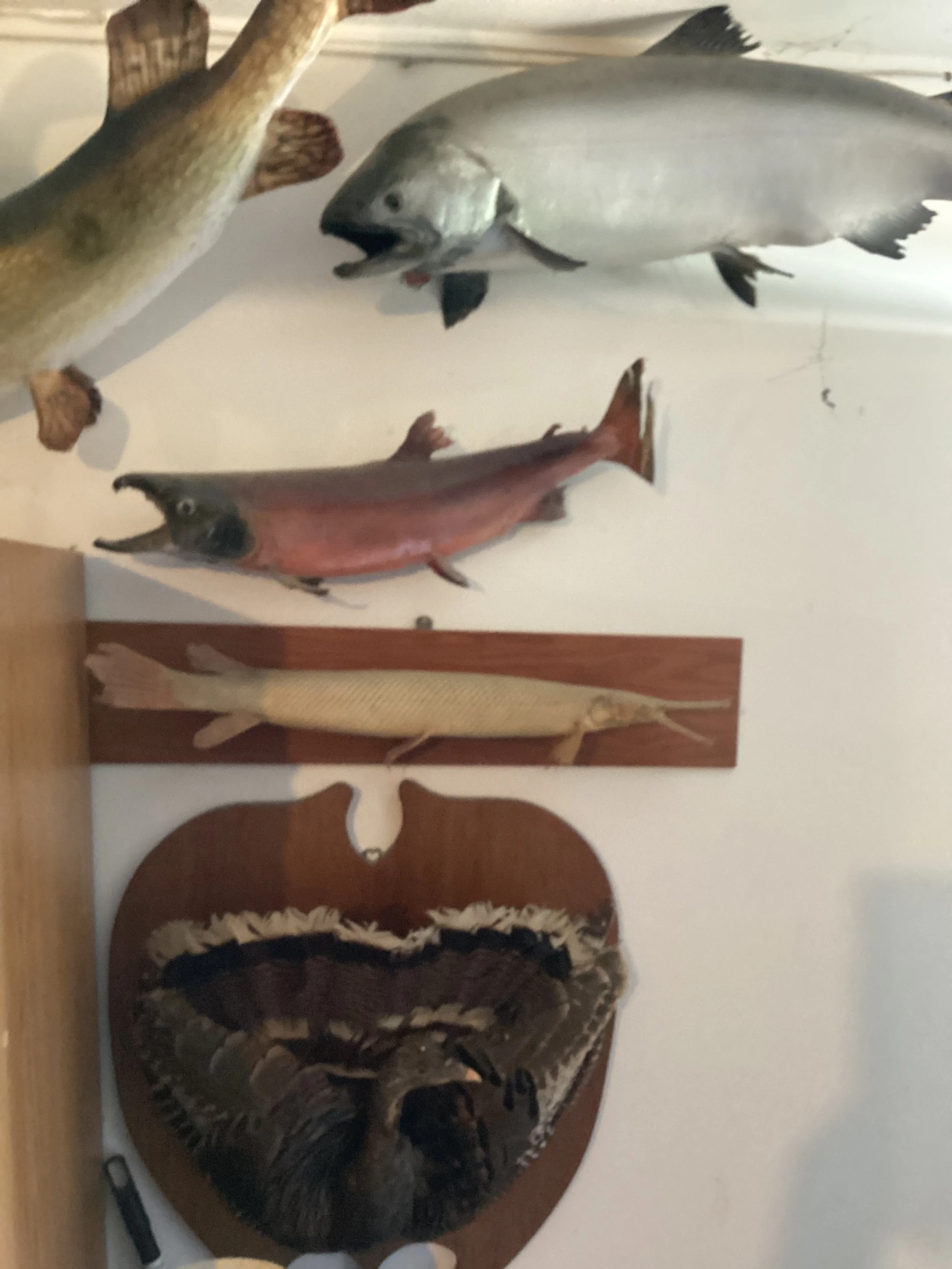 IMG_7170.jpeg