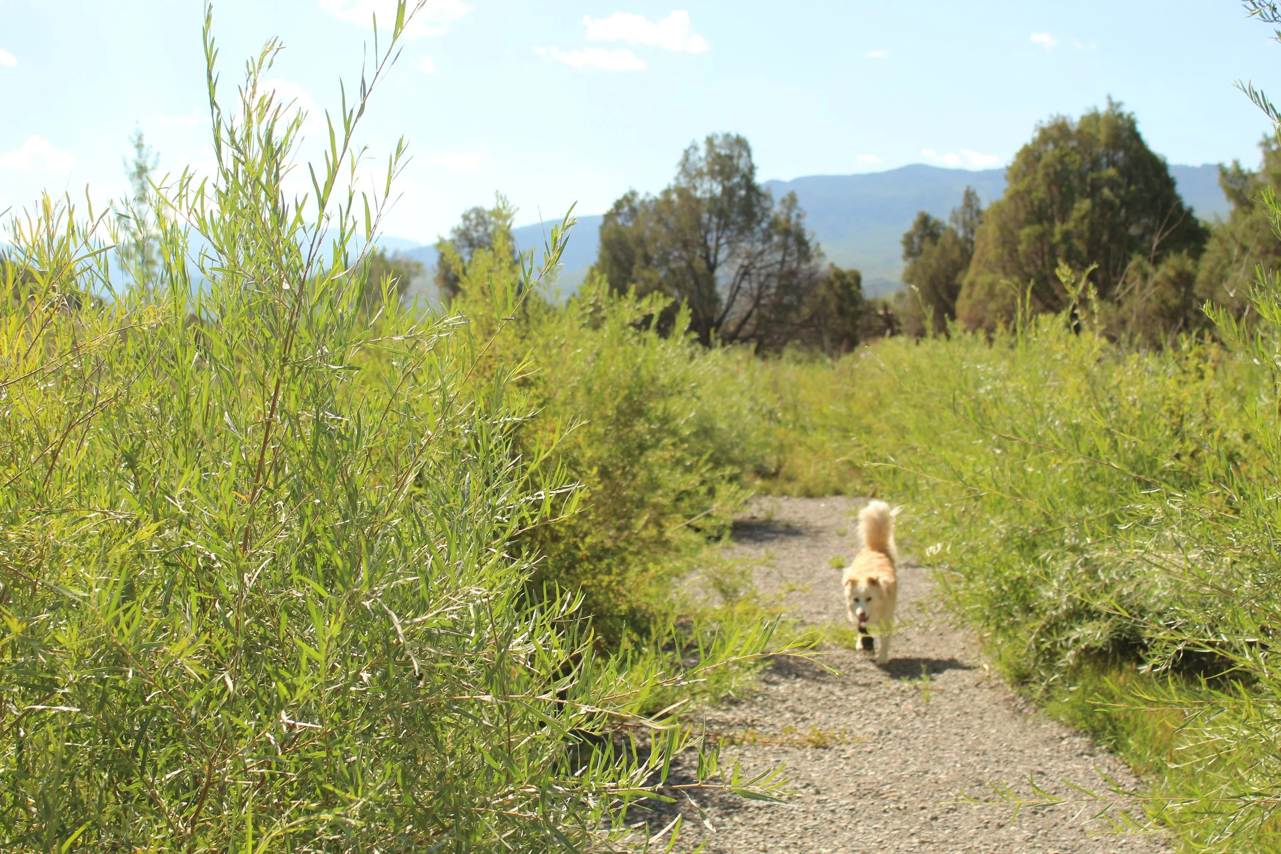 A small tan dog walking on a gravel path surrounded by green shrubs and trees, with mountains visible in the background.