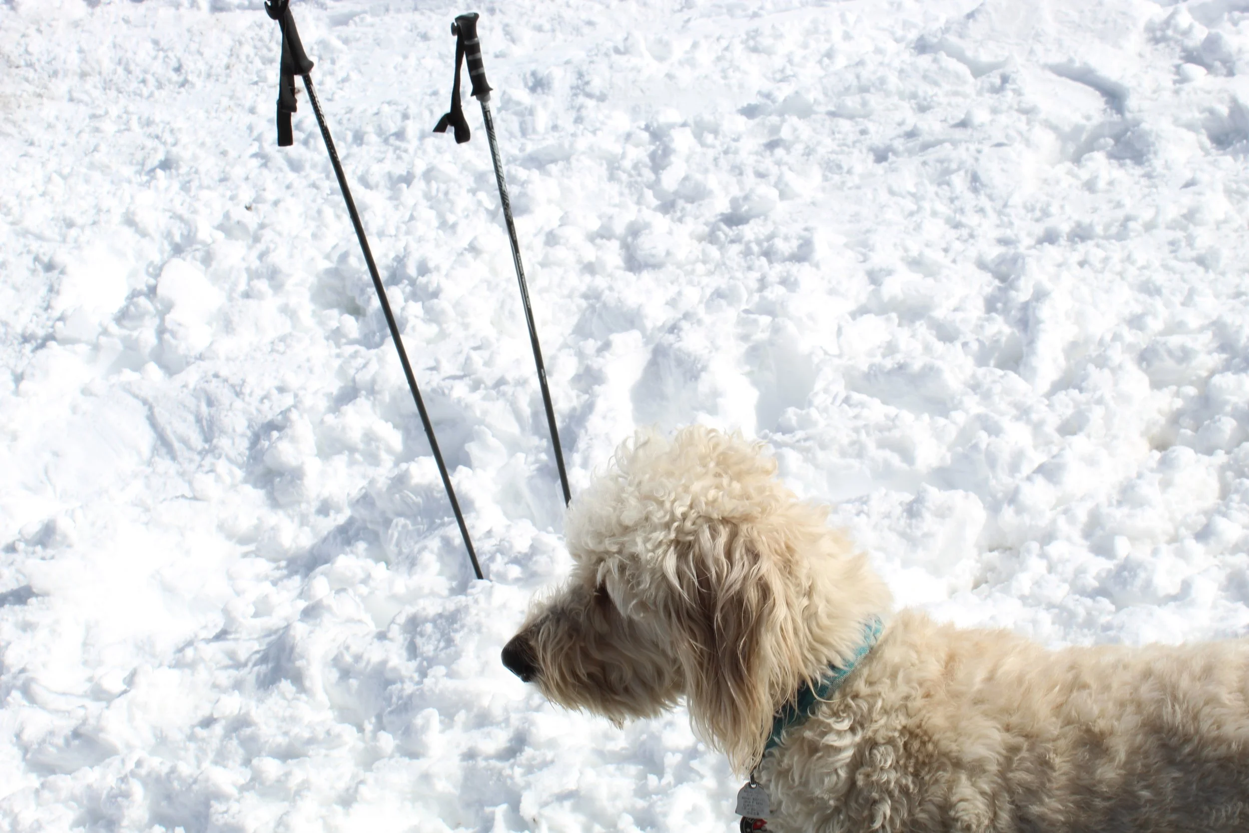 Fluffy white dog on snow with ski poles in the background.