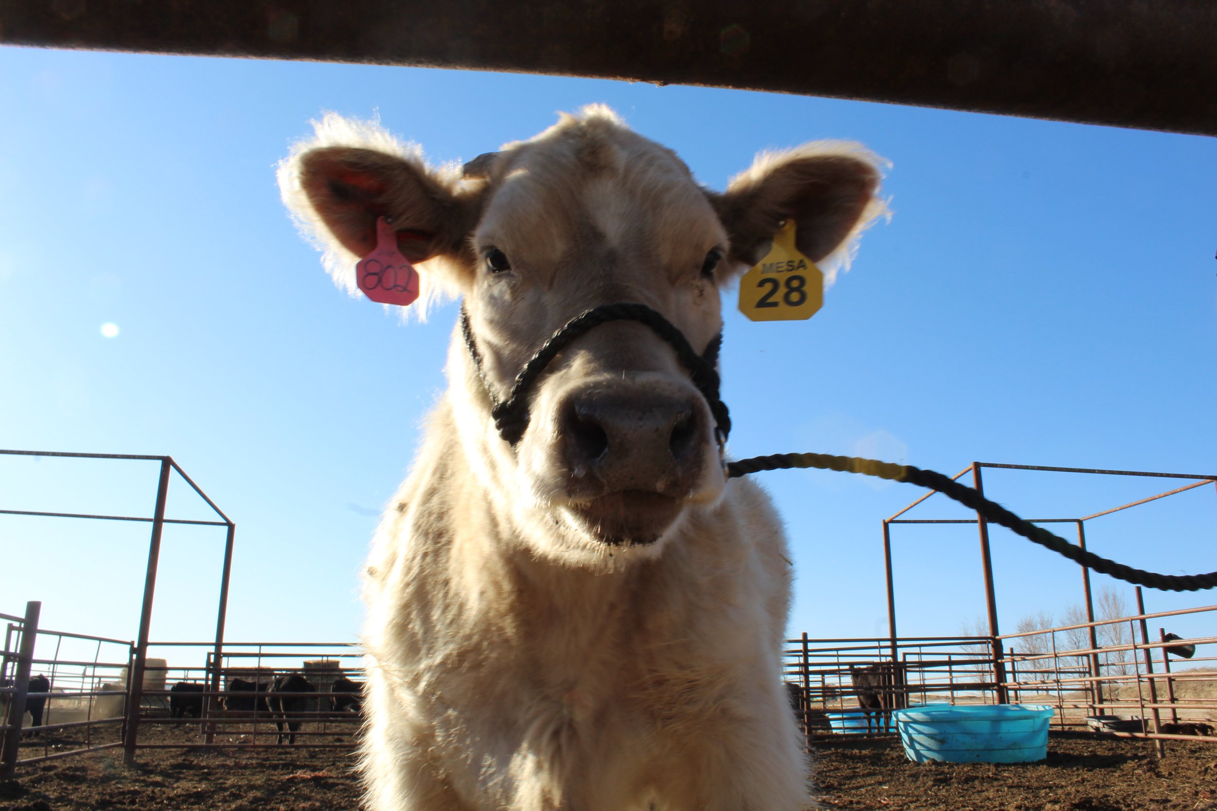 A white cow with ear tags, standing in a pen, looking at the camera.