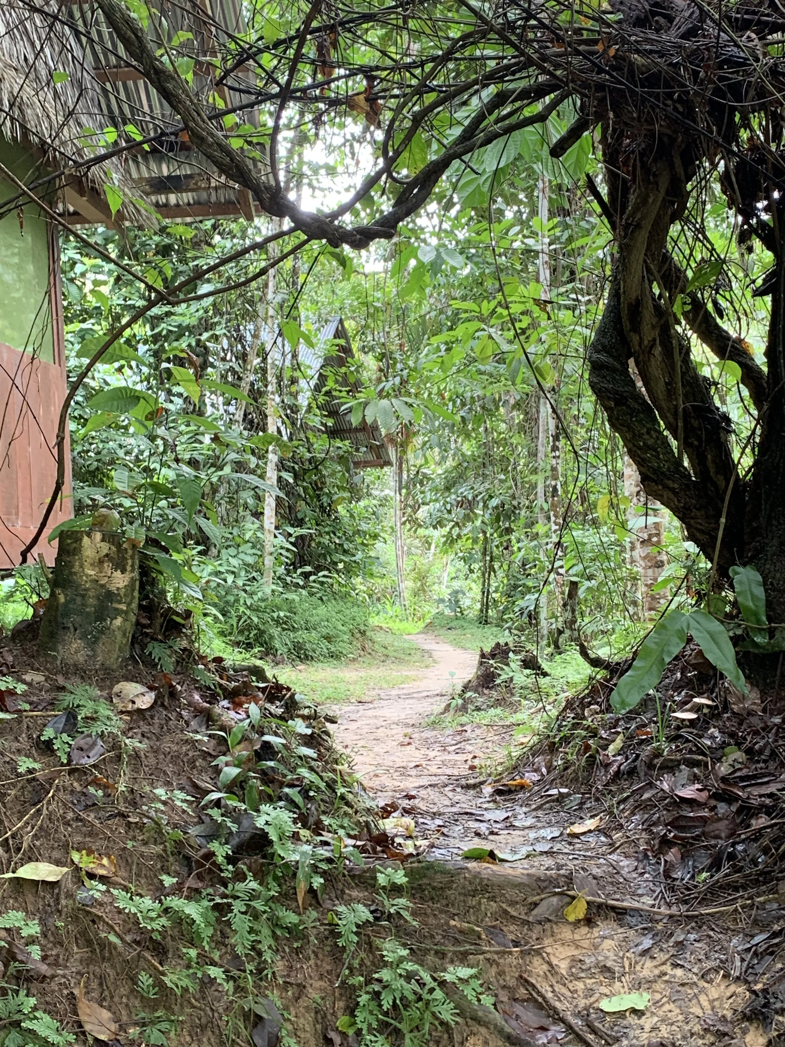 A narrow dirt path through dense, green jungle foliage with hanging vines and trees on either side.