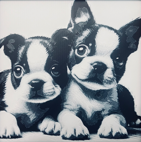 Boston Terrier Pups