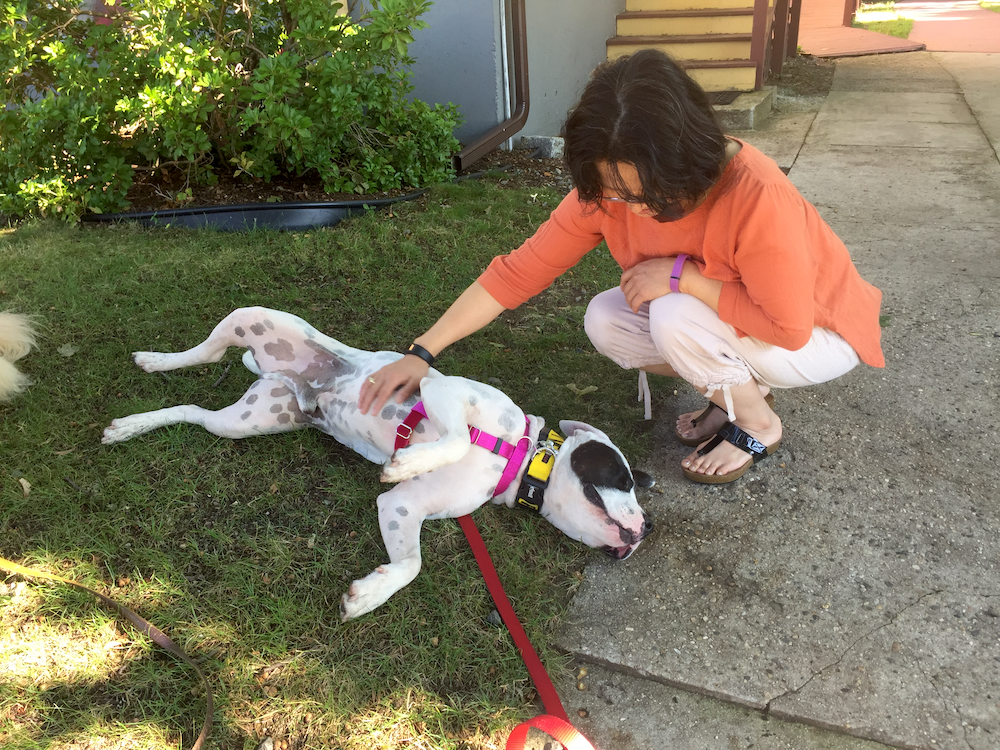 Socializing your new adult dog