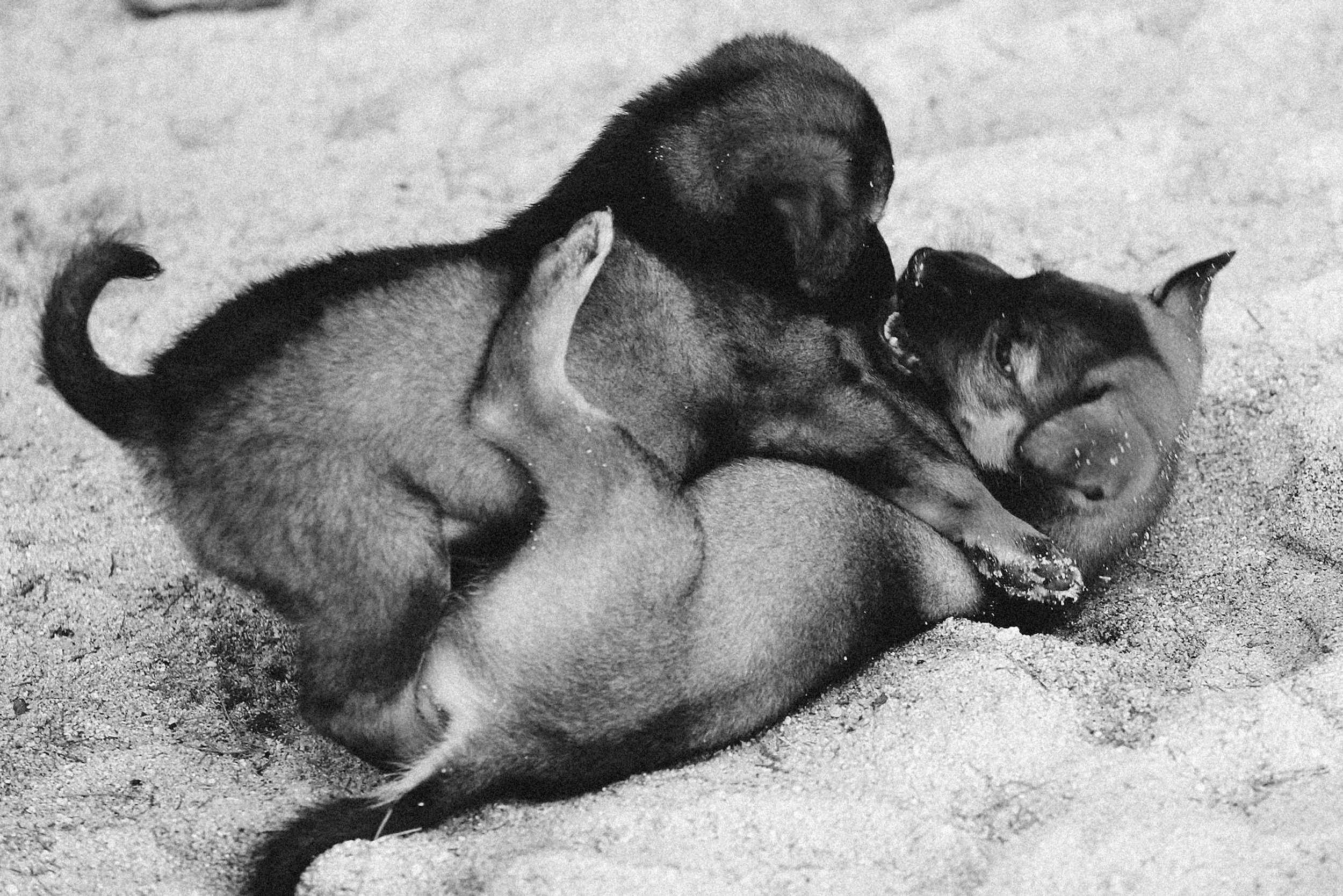 Two puppies wrestling and nipping.