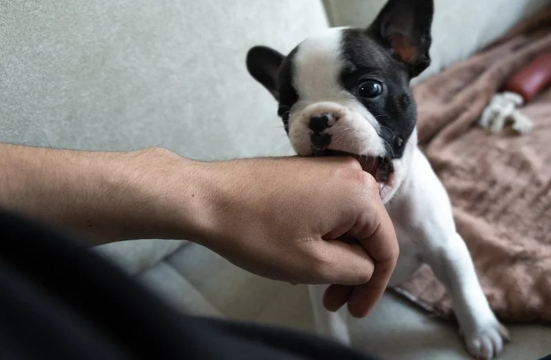 Ouch! Those sharp teeth can hurt!