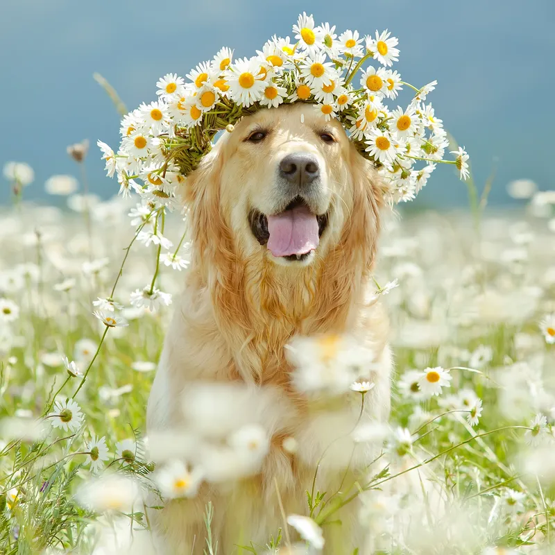 A guide to your new dog