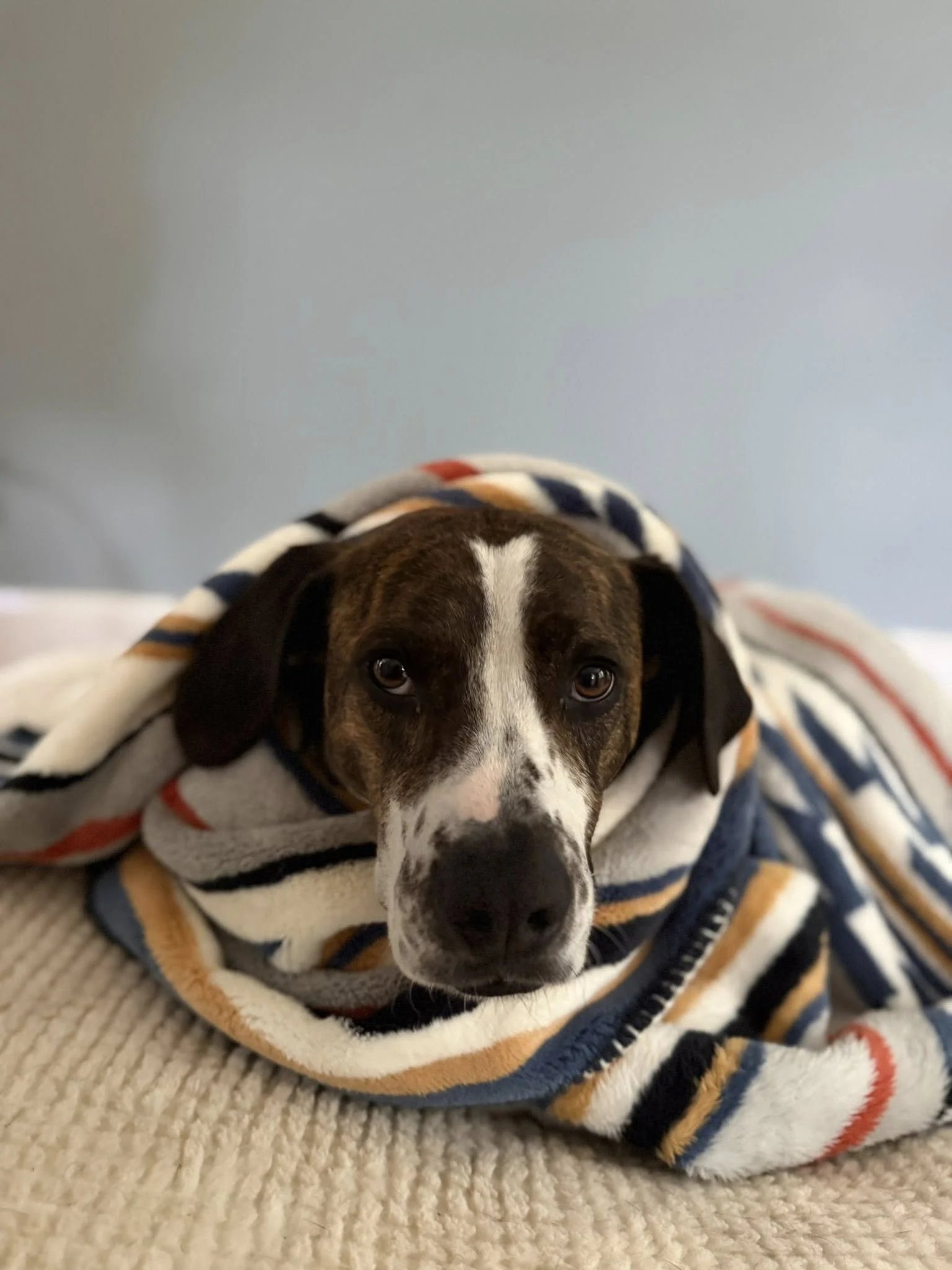 The 3 Rs of Rescue Dogs