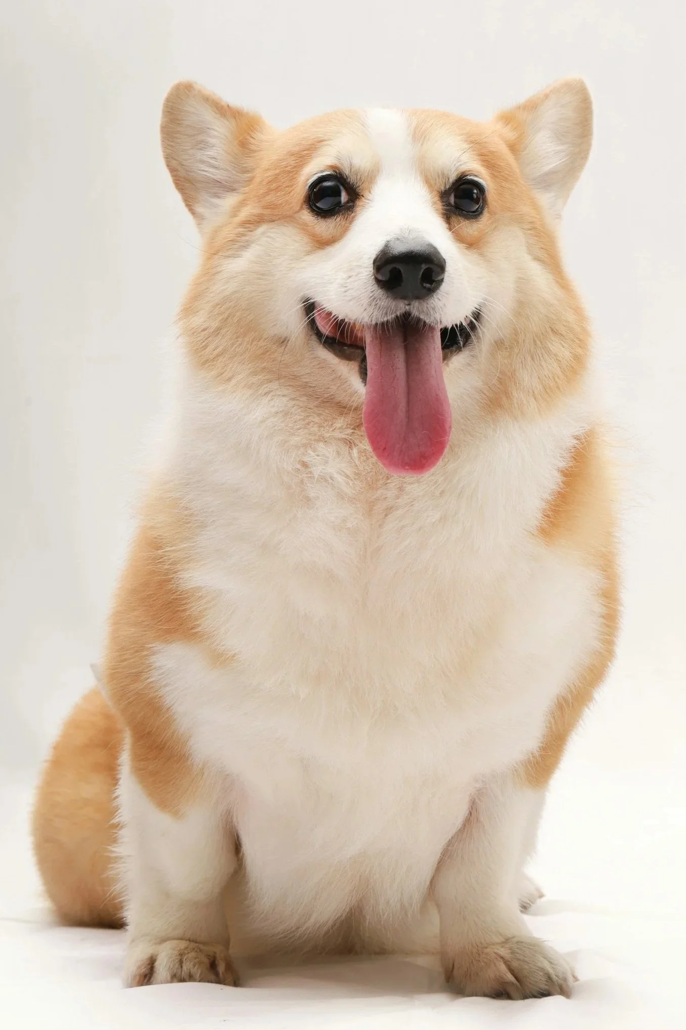 headshot of corgi
