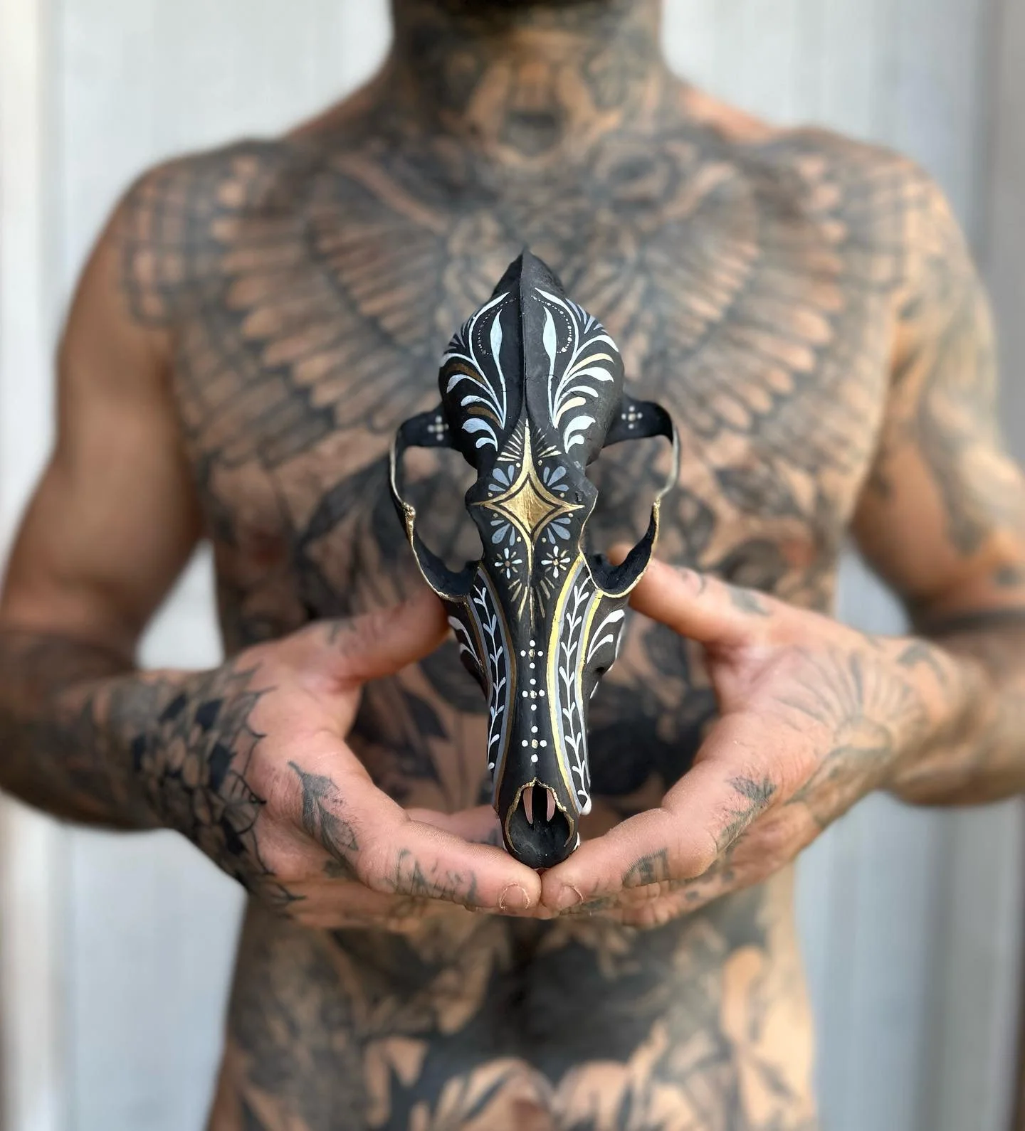 Coyote skull