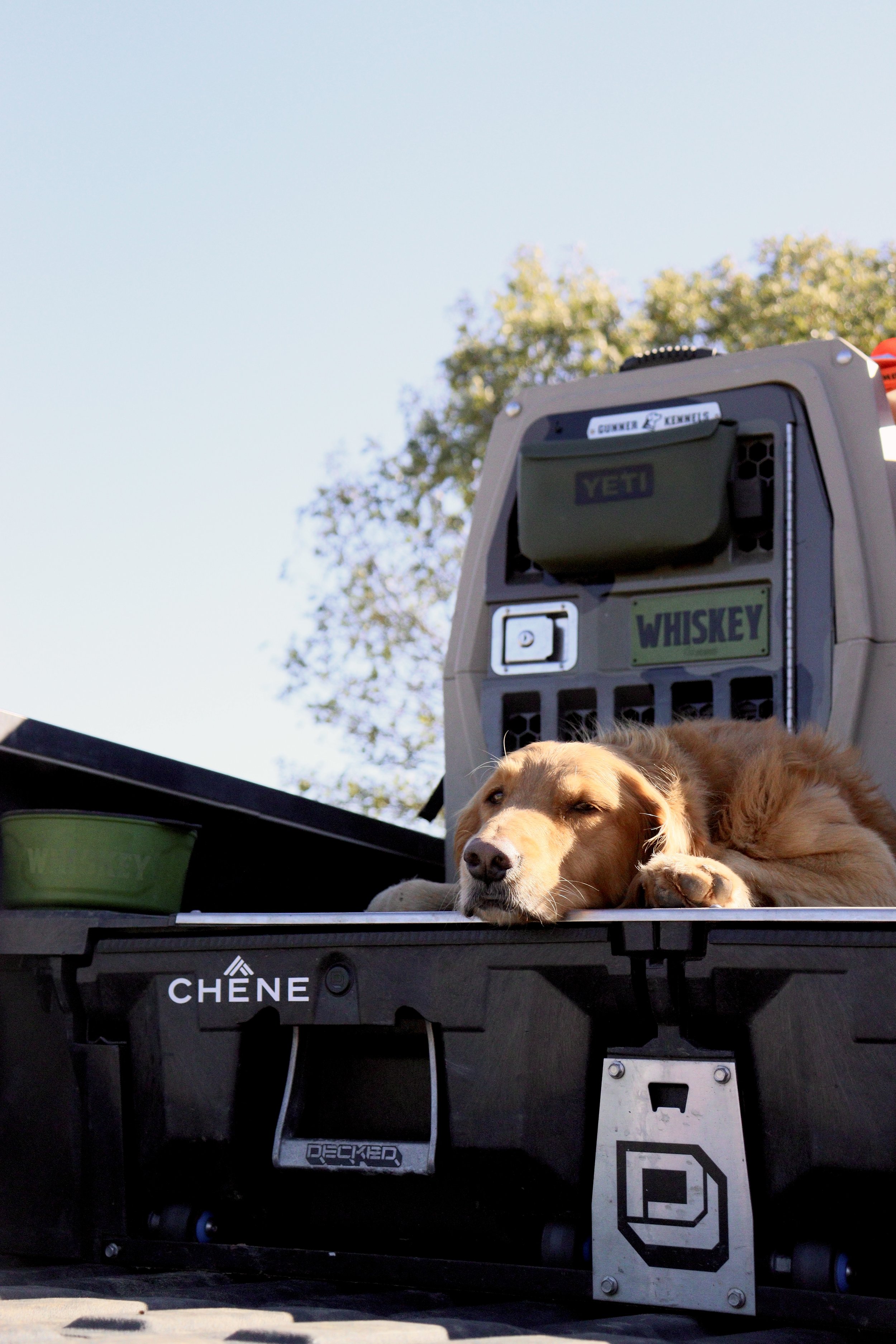 A dog lying on a truck bed with a YETI cooler and a whiskey box behind it, set outdoors with trees and a clear sky in the background.