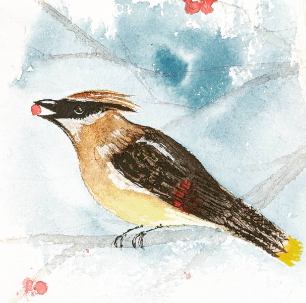 cedar waxwing