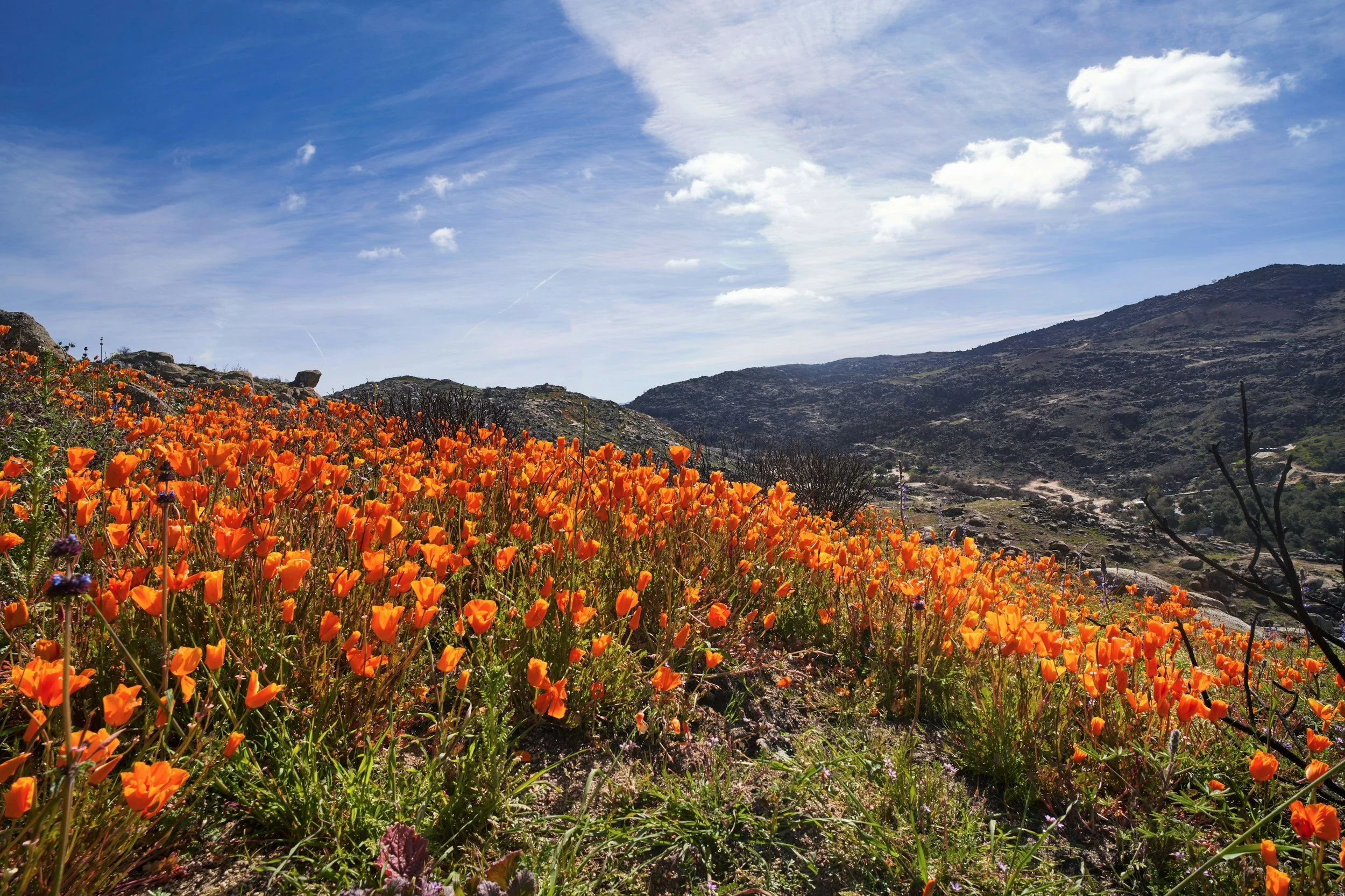A hillside covered with bright orange flowers under a blue sky with scattered clouds and distant mountains.