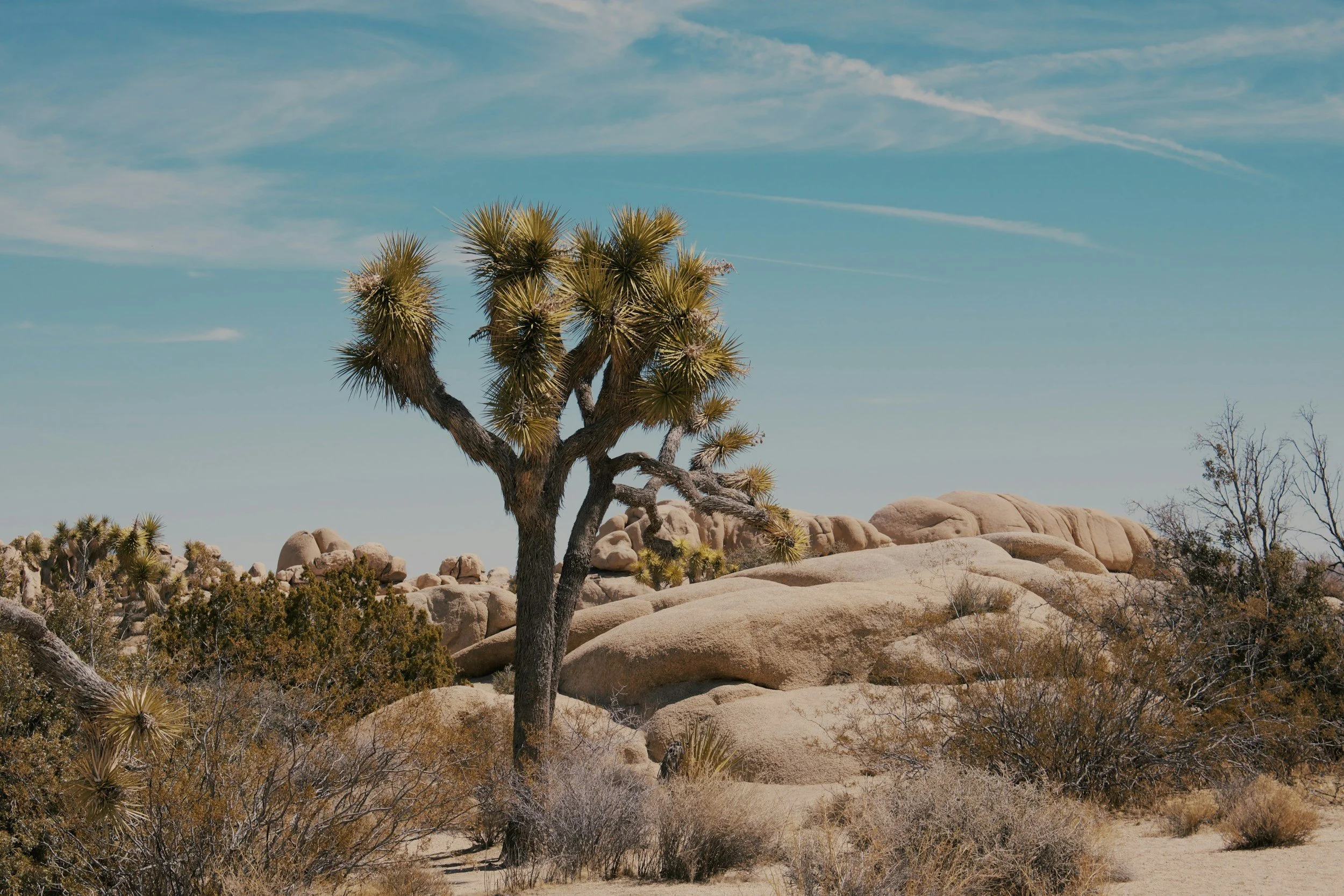 Desert landscape featuring a Joshua tree, large rocks, and sparse desert plants under a blue sky with wispy clouds.