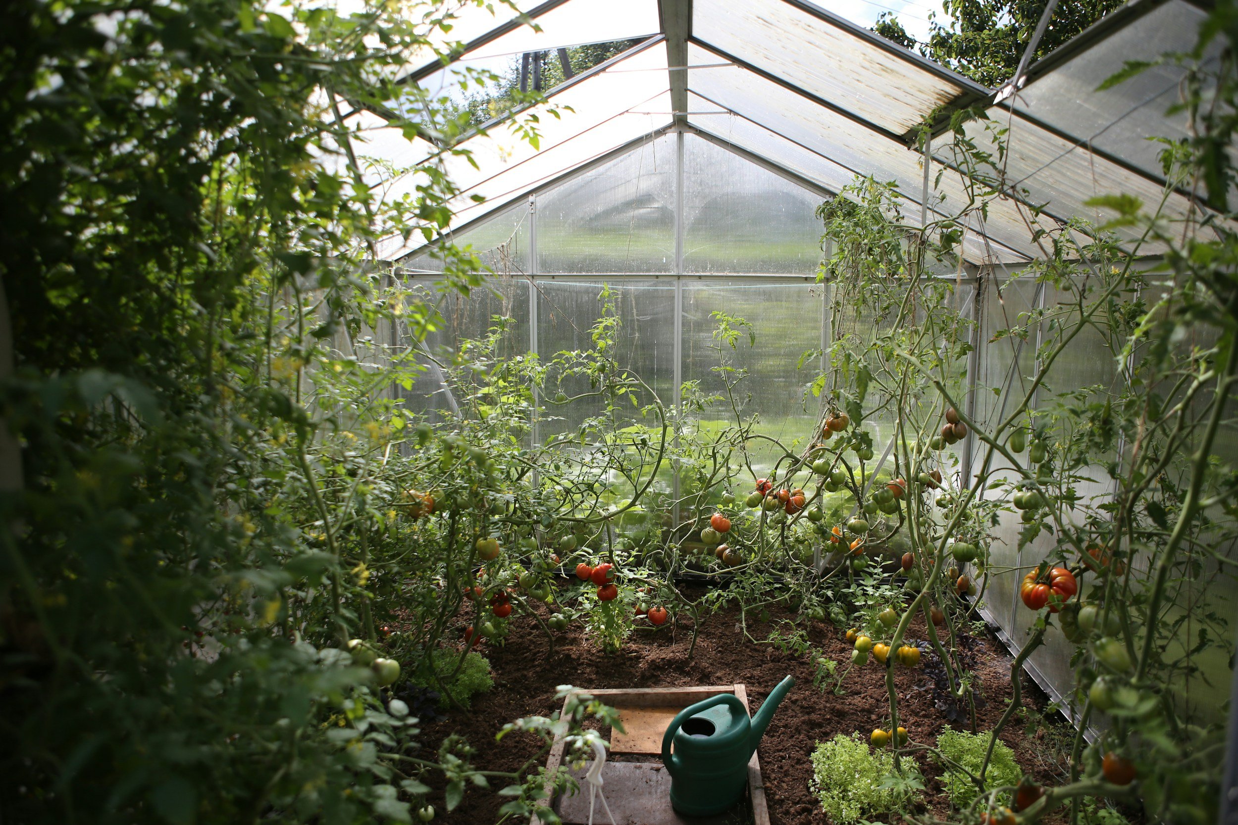 outdoor greenhouse with many food based plants such as tomatoes growing to the ceiling