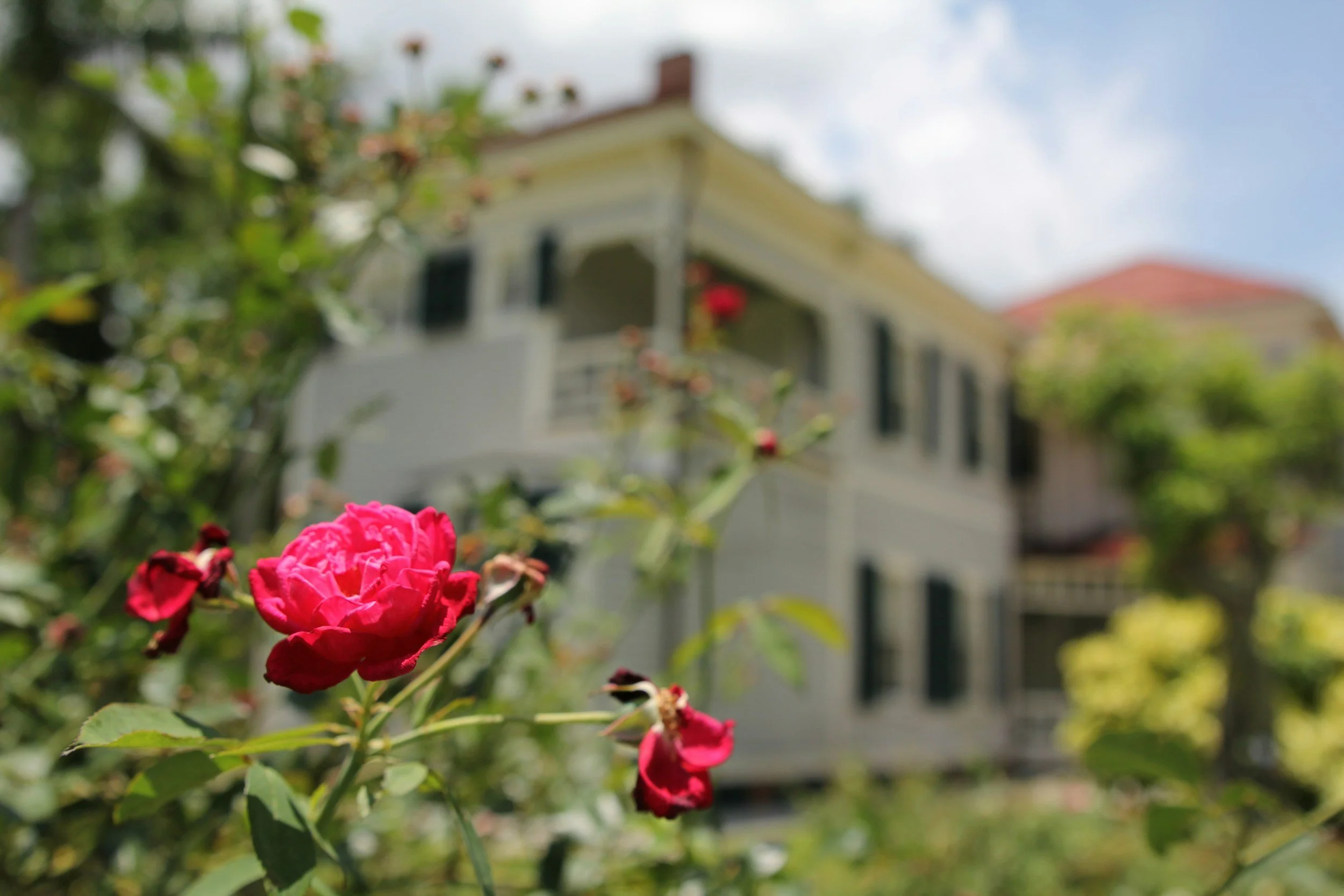 a close up of a red rose with a large estate building and yard in the background out of focus
