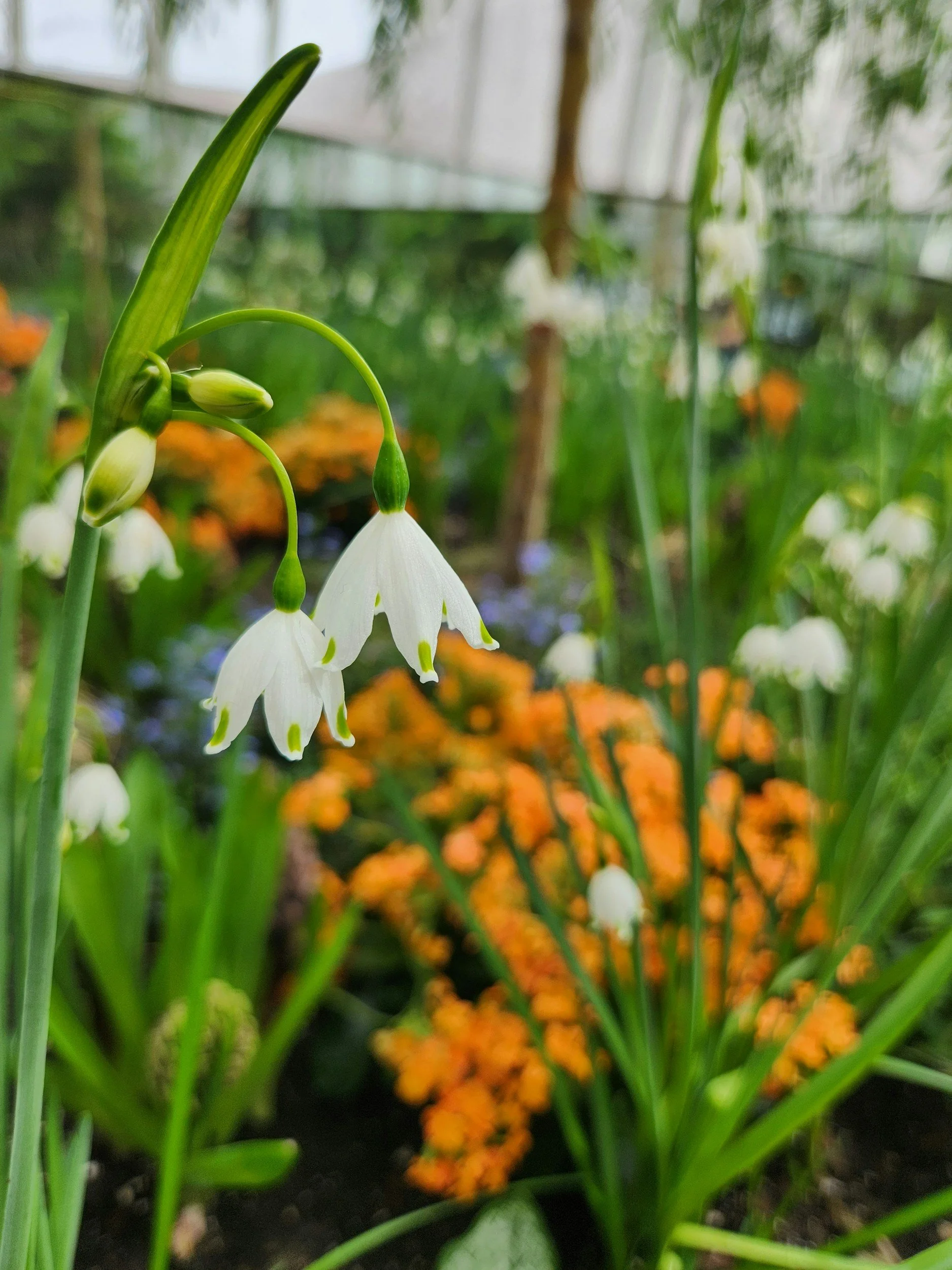 a close up of a white flower with more white and orange and purple plants in the background