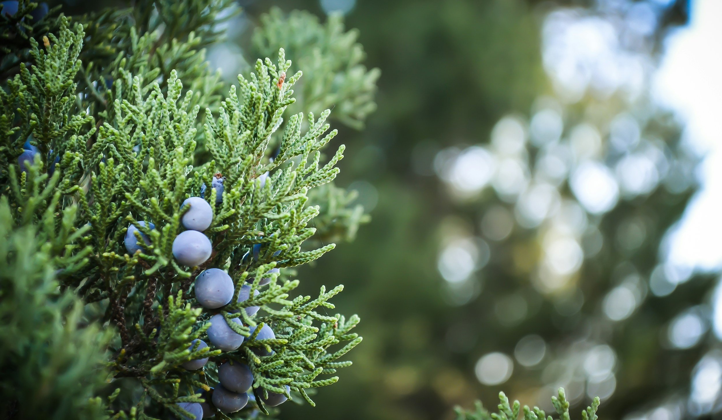 a close up of an evergreen shrub with berries