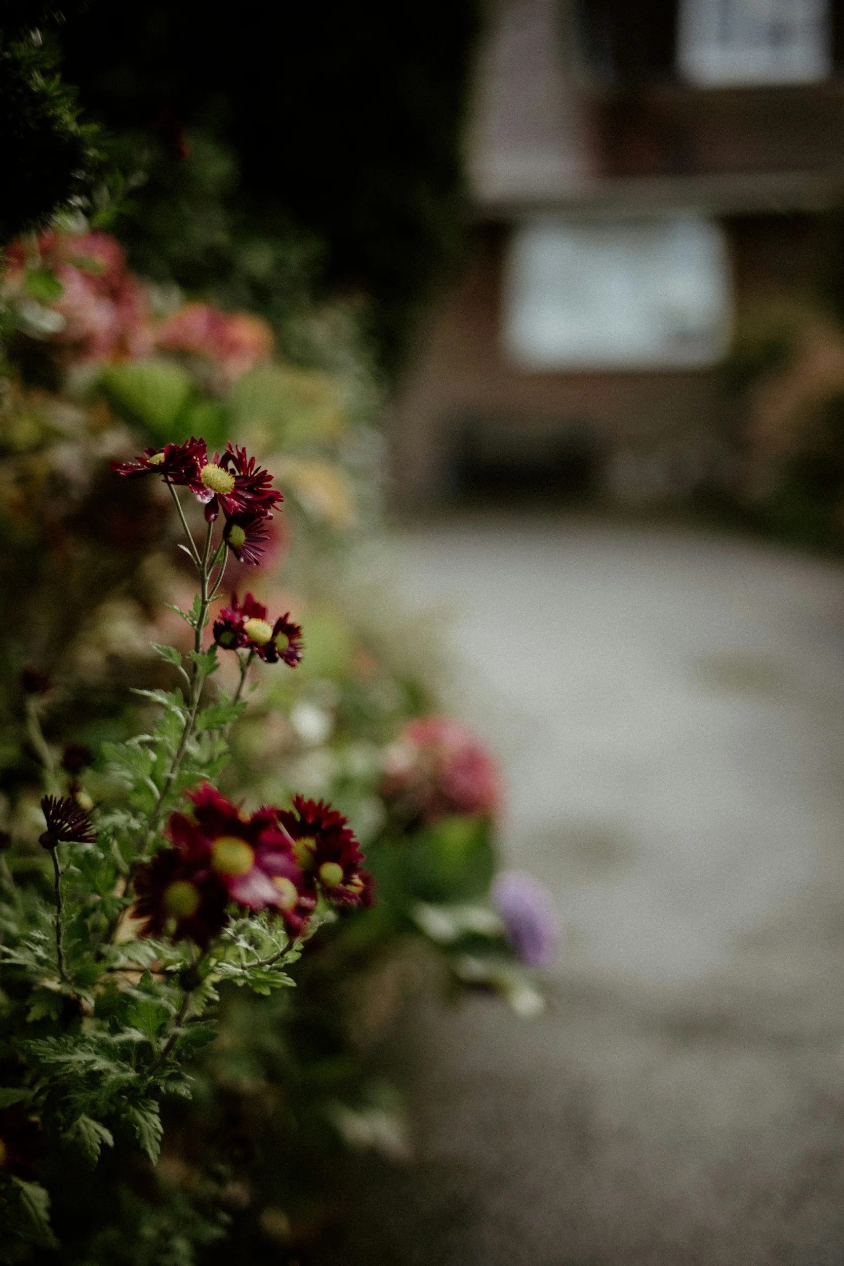 a close up of red flowers with more colourful flowers in the background