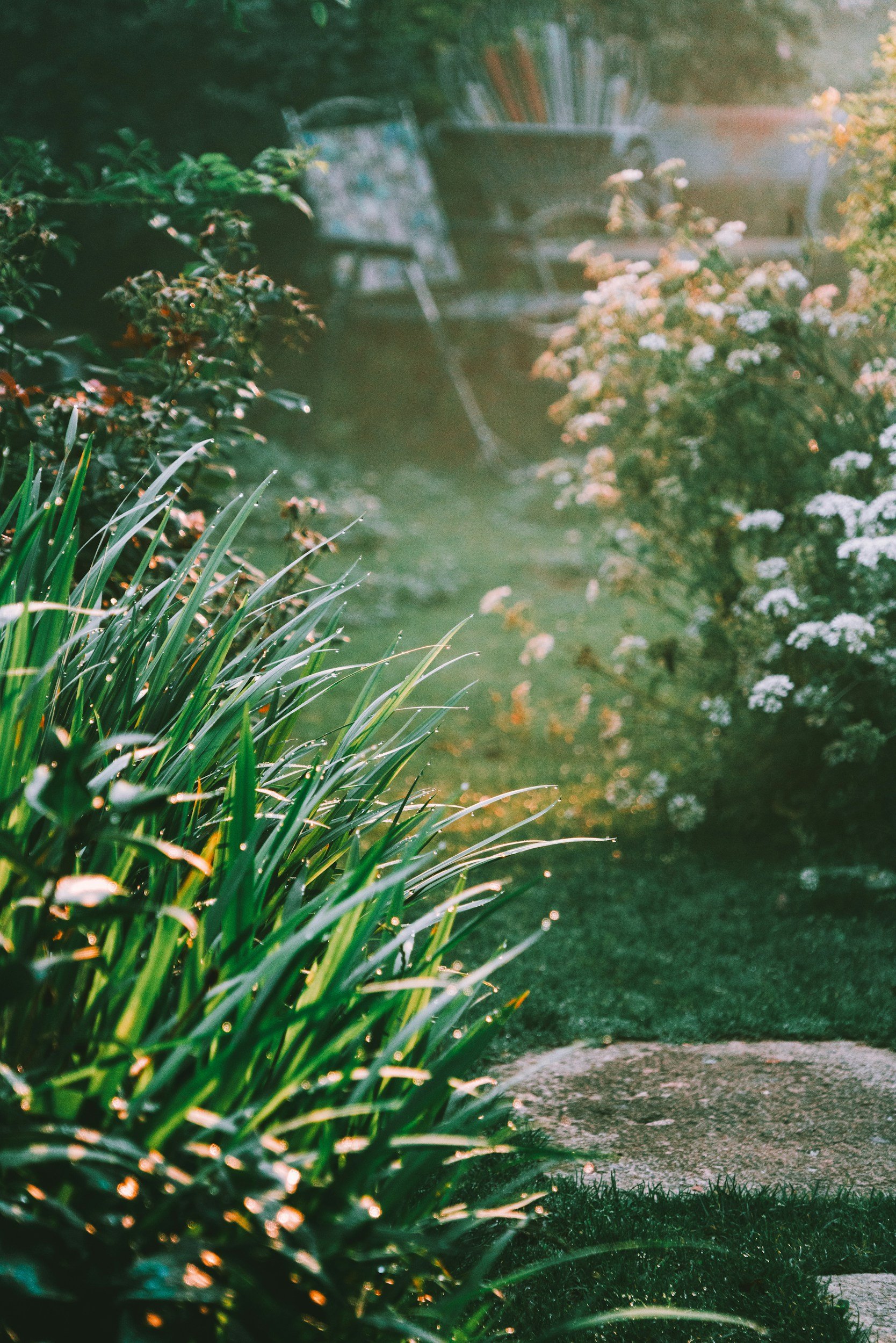 a garden with a stepping stone path with plants on both sides that are blooming