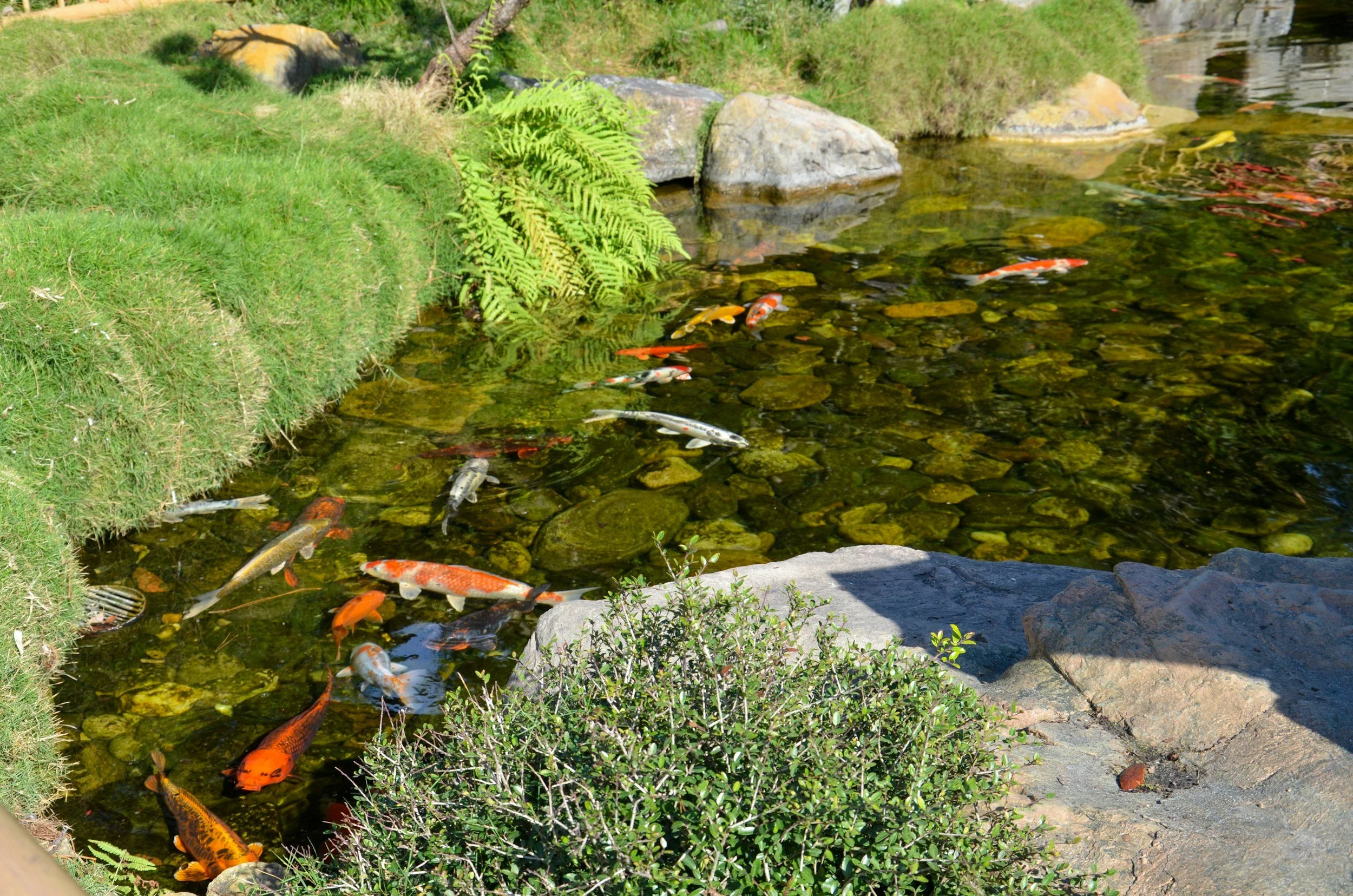 a koi pond with moss and rocks surrounding it with many koi swimming in the pond