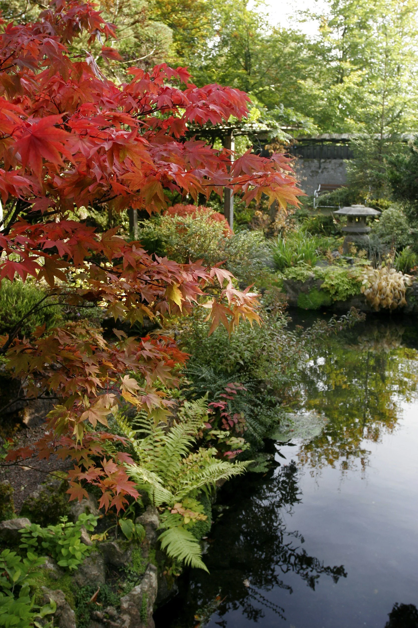a japanese styled garden with a red japanese maple tree predominantly in the front with other plants in the background next to a body of water