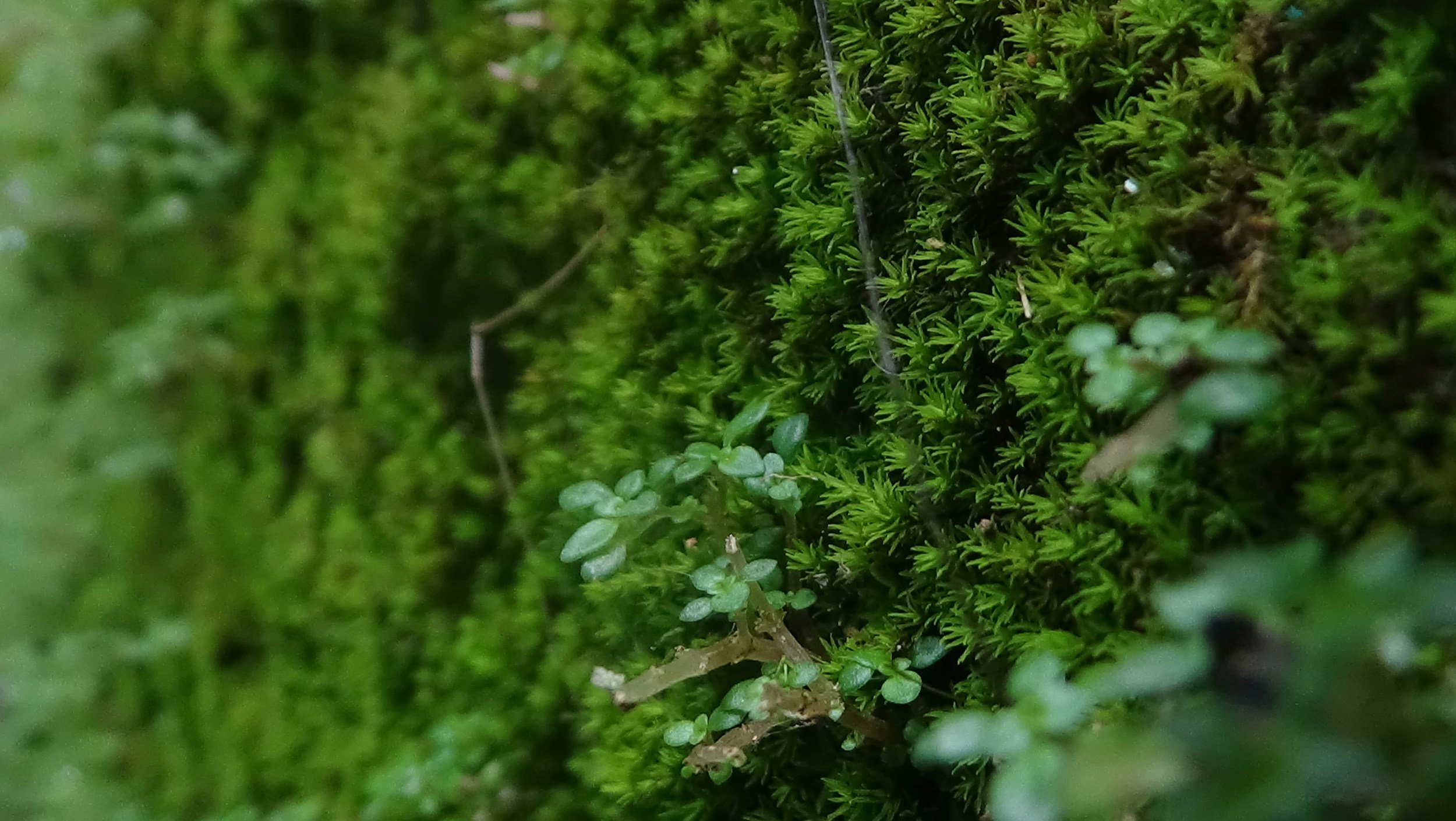 a close up of live moss growing on a wall