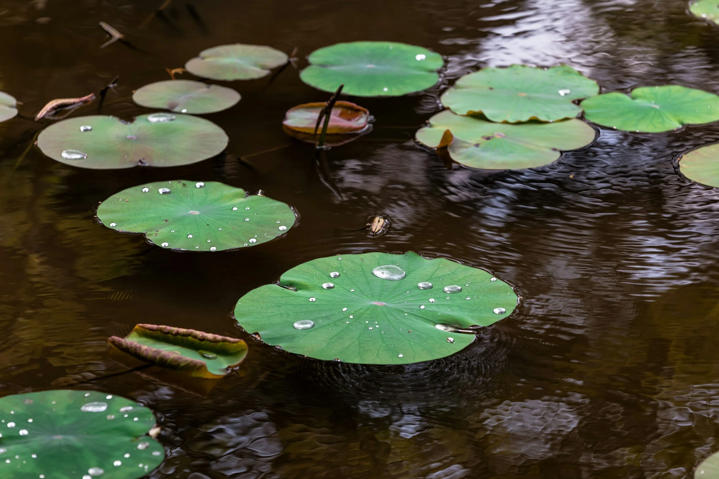 lily pads on water