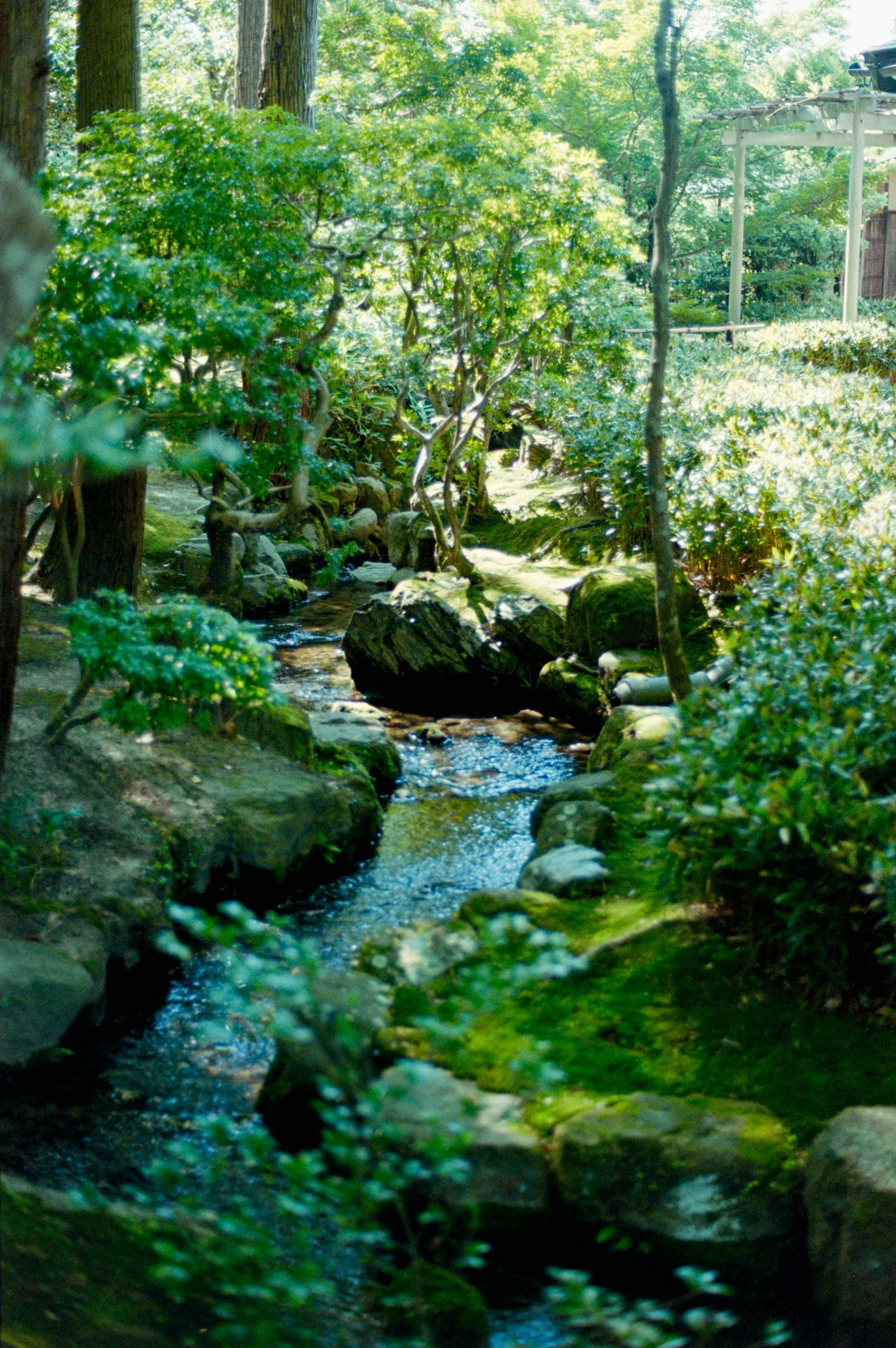a japanese garden with trees and plants along the side of a small rocky river