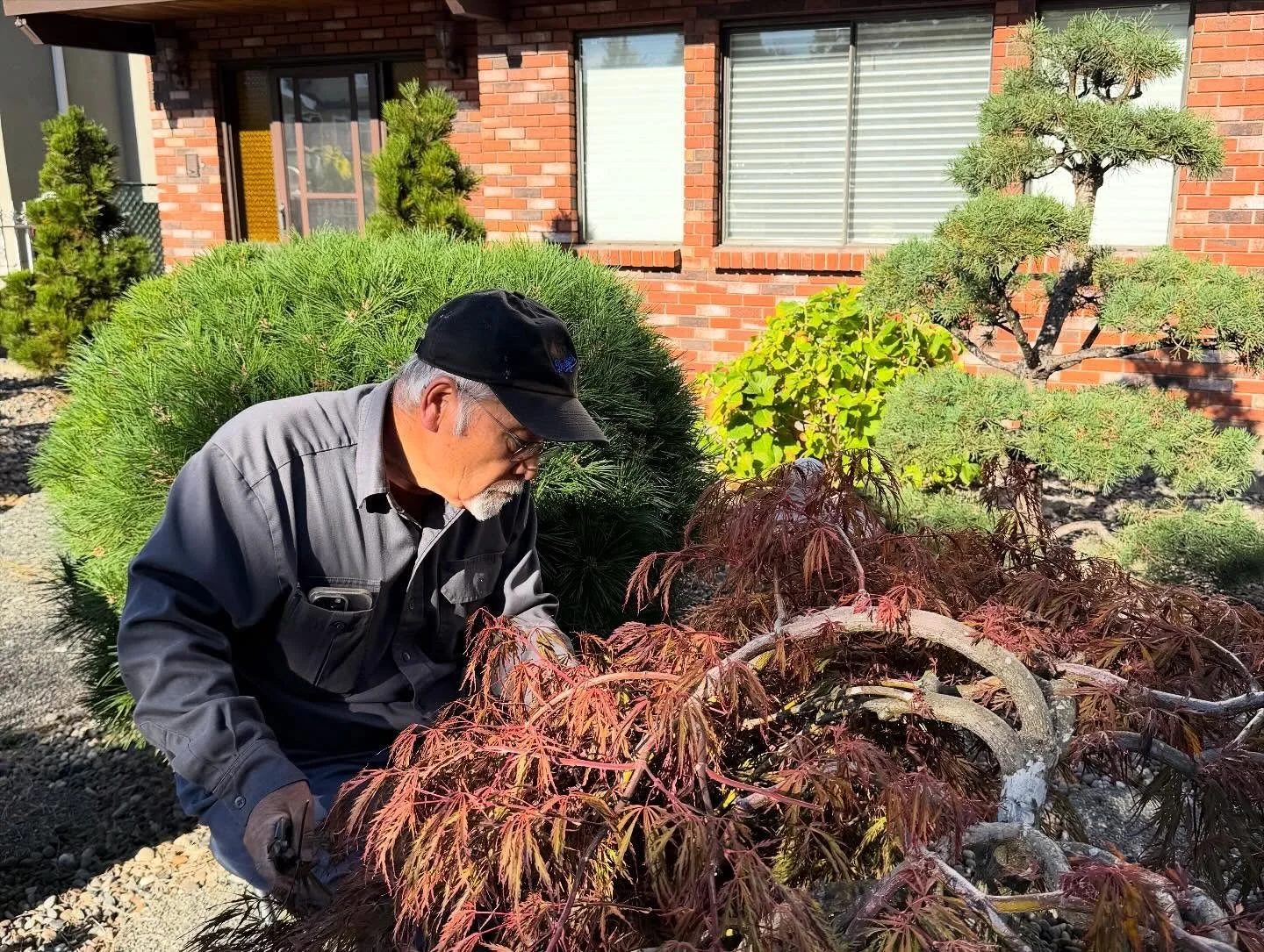 Hello everyone,
It has been a minute! Fall is here : our busiest and most beautiful season. We are officially fully booked for the rest of the year, and it feels truly special.

From precision pruning and reviving lawns after grub infestations to bui