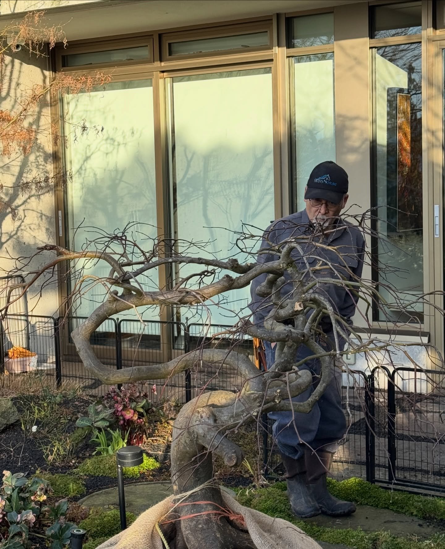 A 35 year old dwarf bonsai Japanese maple.

Carefully grown.
Quietly shaped by time.

Now home in West Vancouver.
Ocean as its backdrop.

A busy week for us.
A meaningful moment.

We feel grateful.
And accomplished.
