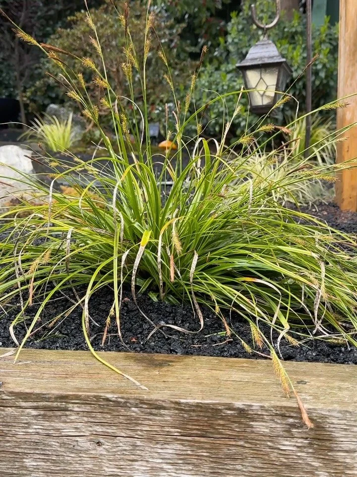 As spring quietly unfolds, we find a moment to share our seasonal greetings, carried on the rhythm of a very full beginning.

We begin with a fusion Japanese Zen garden transformation. What once stood as a neglected space, shown in the final photo, h