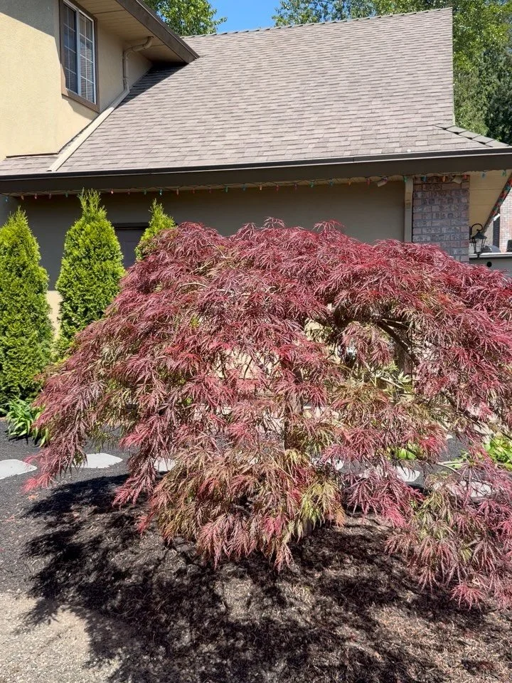 Pruning Season! Swipe left to see before and after