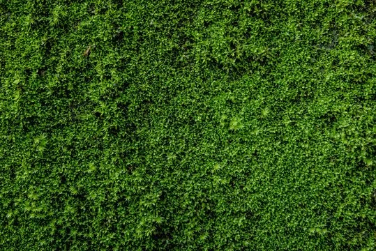 live moss growing on a vertical wall