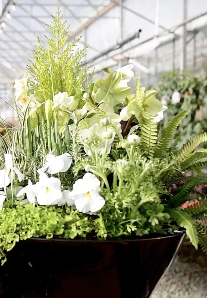 A vibrant floral arrangement featuring various green leaves, ferns, and white flowers in a dark planter inside a greenhouse.