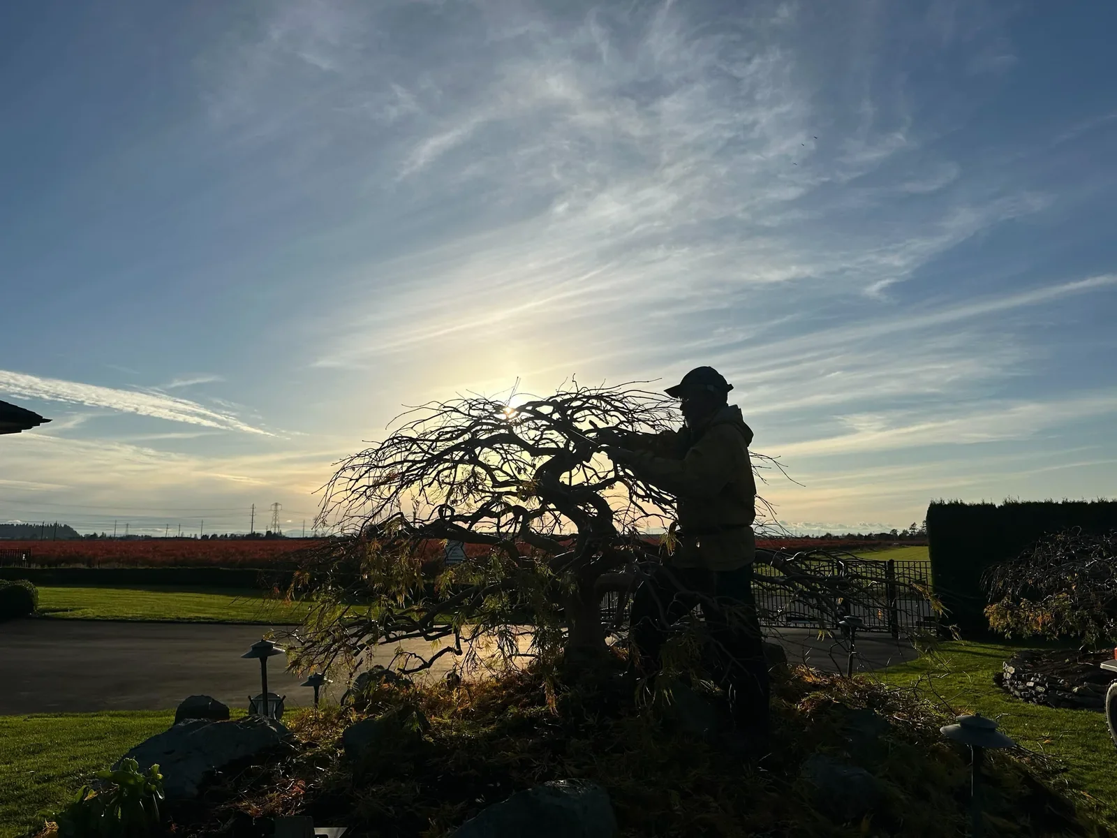 Silhouette of a person trimming a tree at sunset in a garden with a vast landscape and sky in the background.