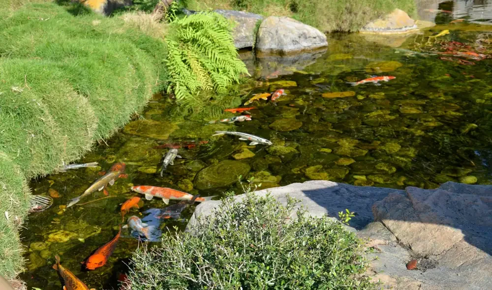 Koi swimming in a pond bordered by rocks, moss, and ferns.