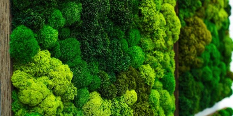 preserved moss of varying greens displayed in a wood frame hanging on a wall