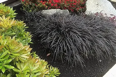 Black Mondo grass in a garden setting with green foliage, red flowers, and gray stones.