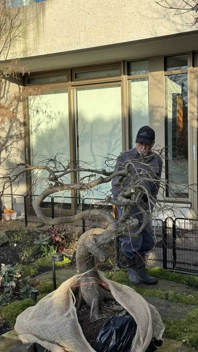 Gardener shaping the branches of a Japanese maple beside a house.