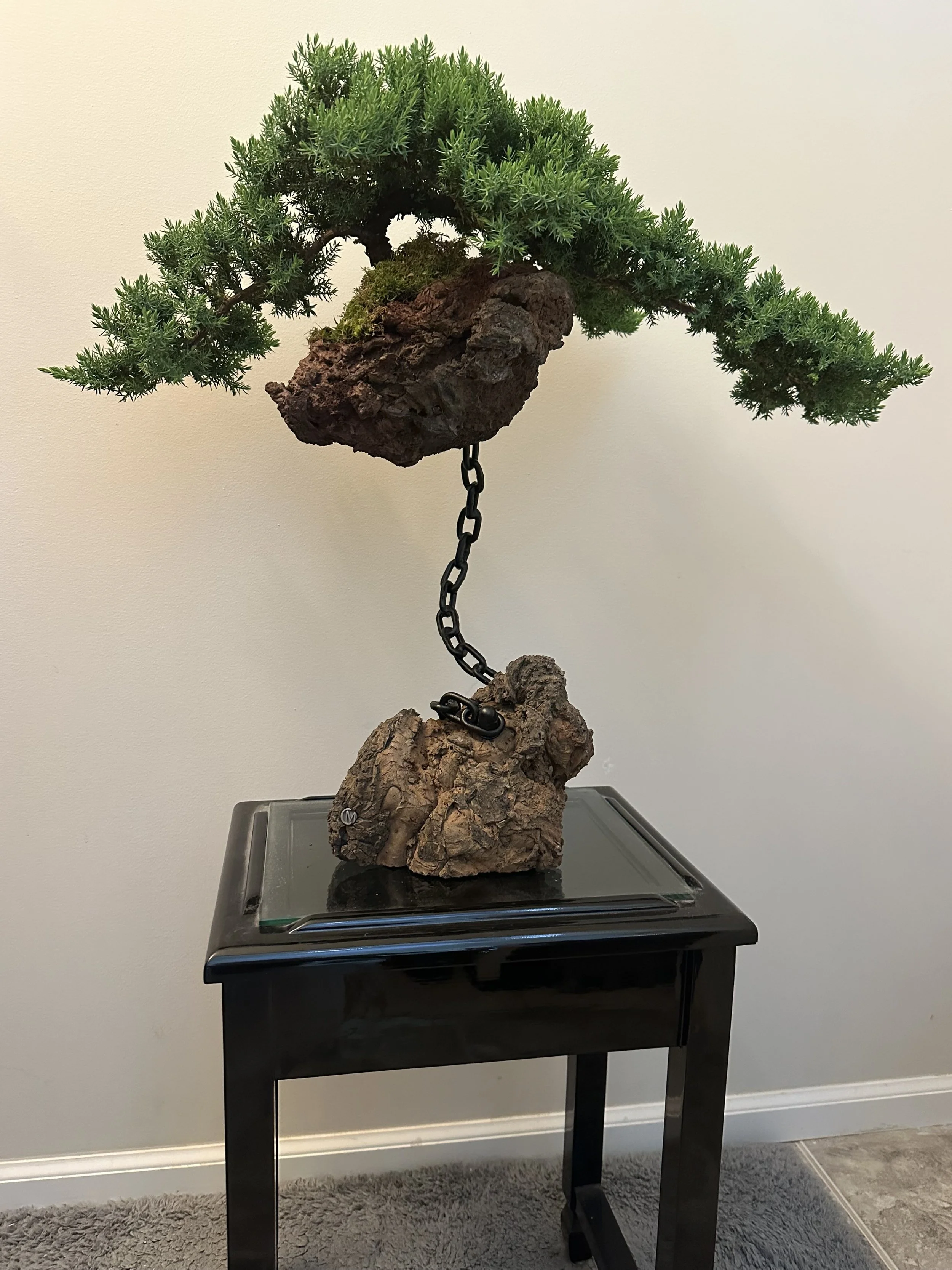 Bonsai plants near me vancouver